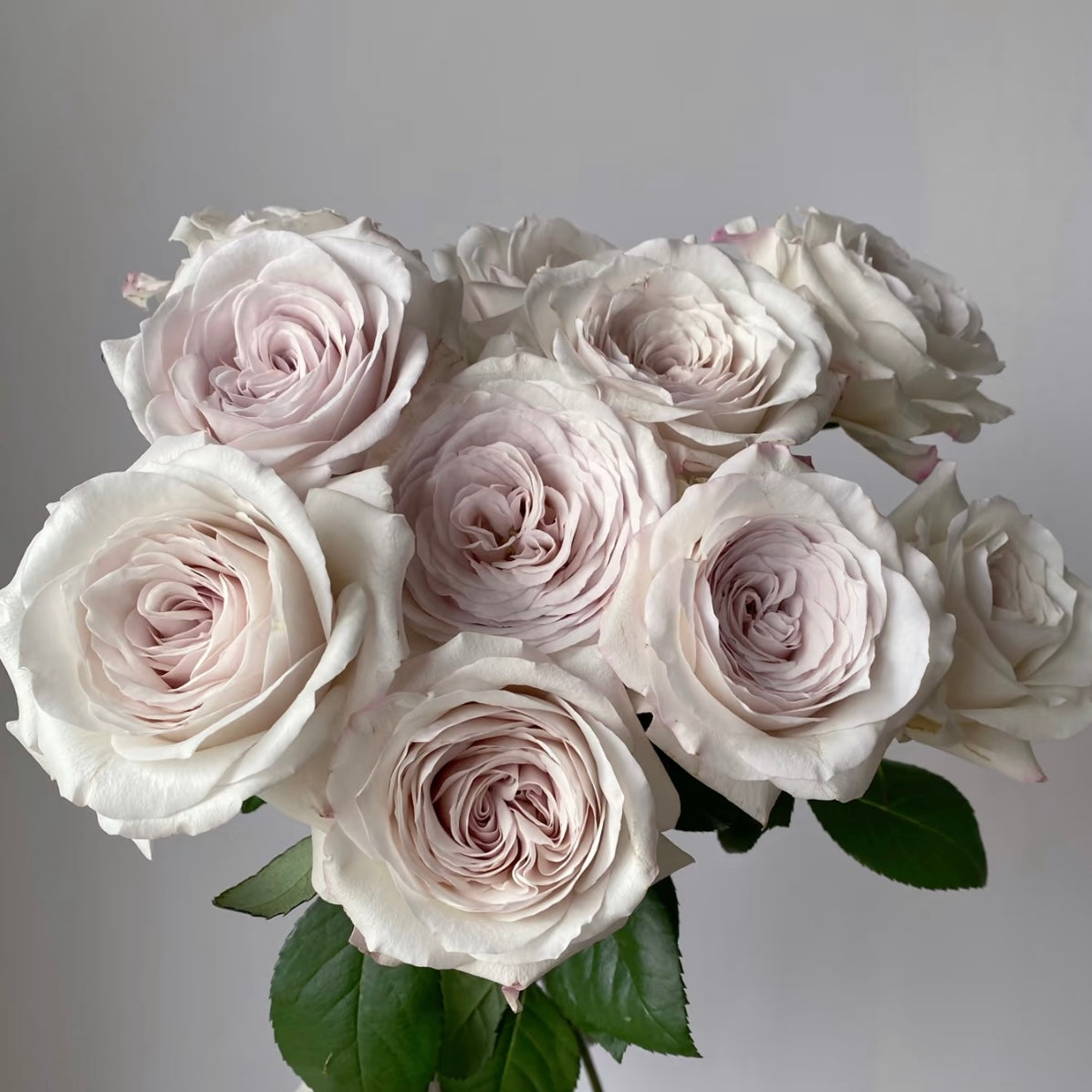 Bouquet of Silver Petticoat Rose showing soft silver-gray petals and goblet-shaped blooms.