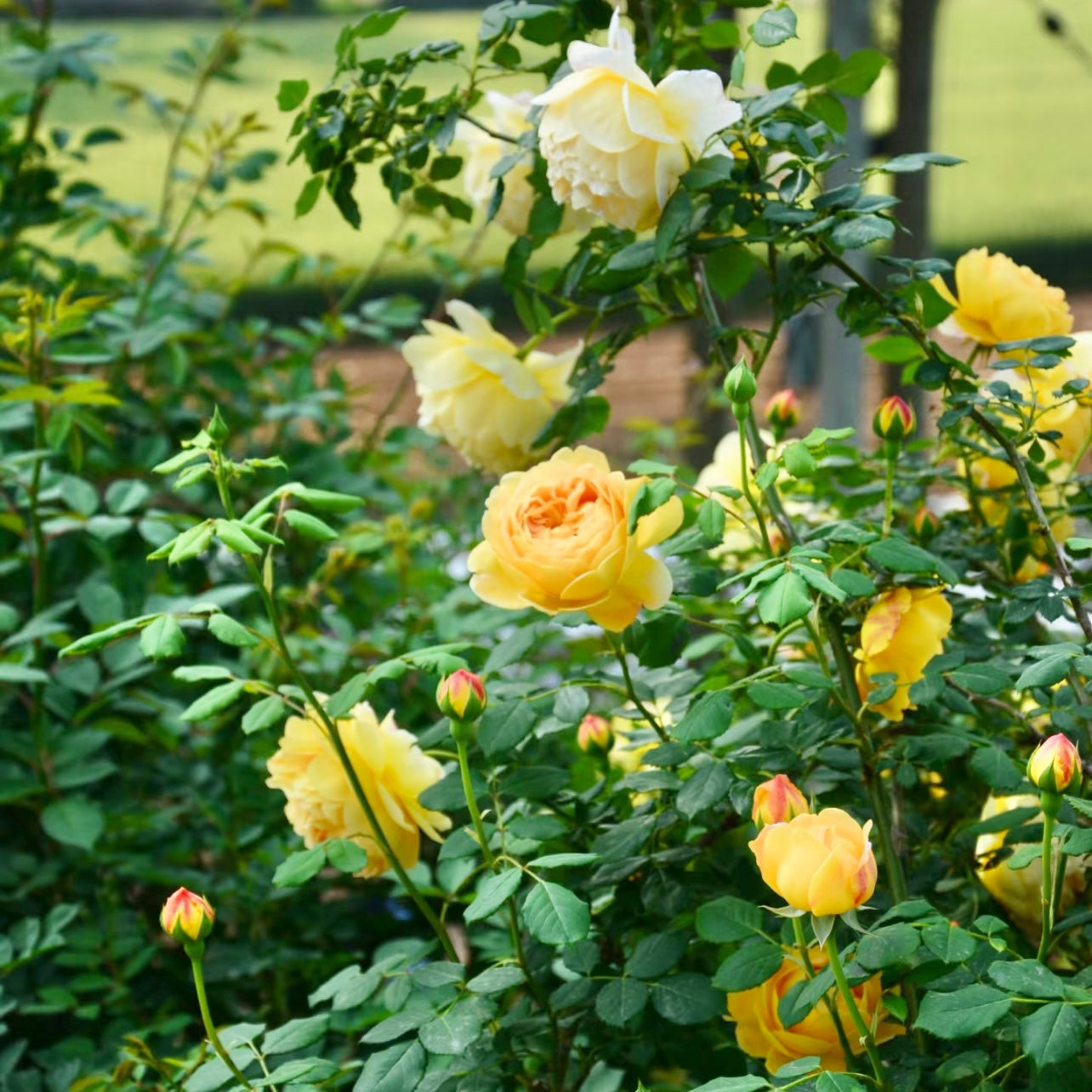 Large group of Golden Celebration roses blooming simultaneously, creating a luminous golden mass of color.