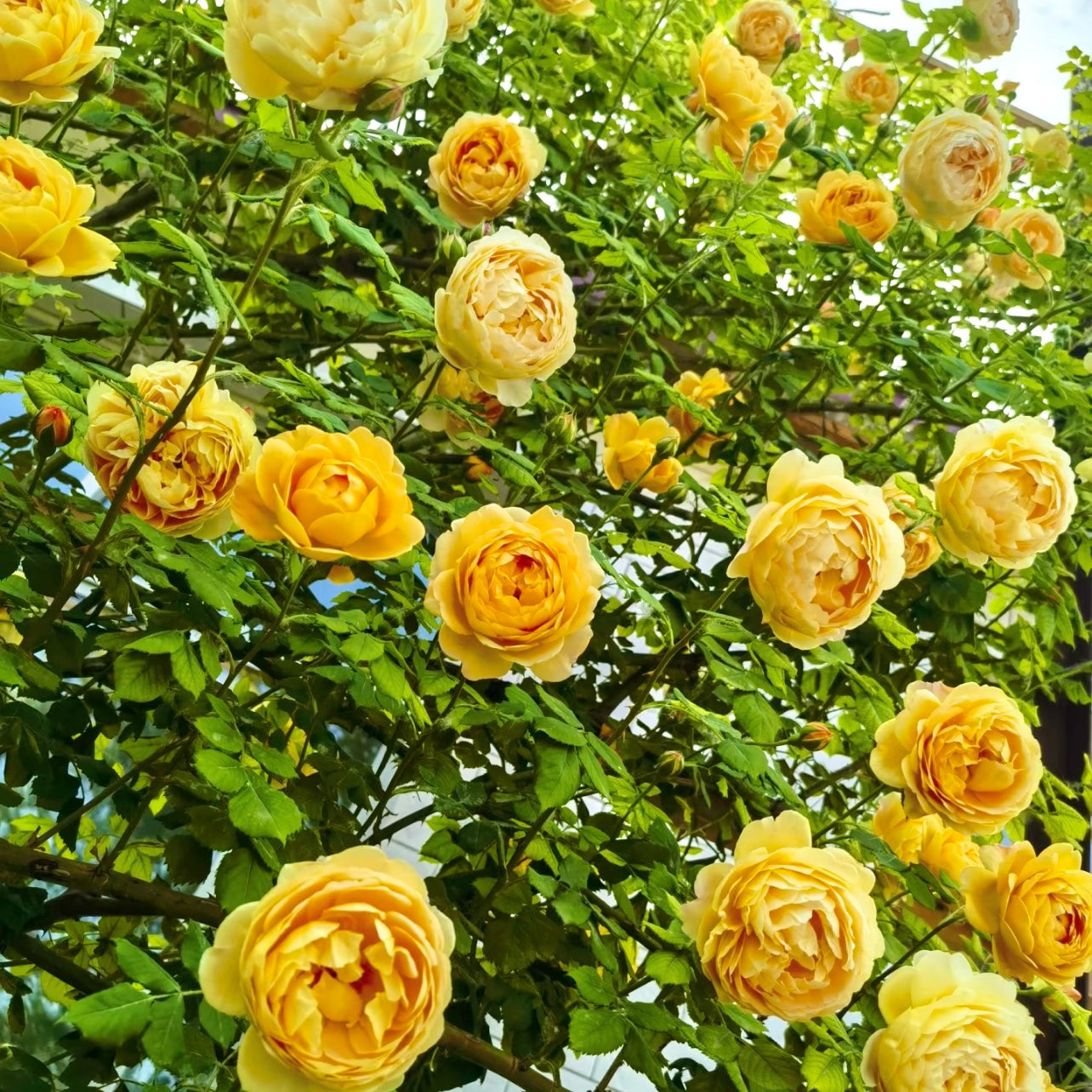 Cluster of Golden Celebration roses blooming together in deep golden tones along a garden wall.