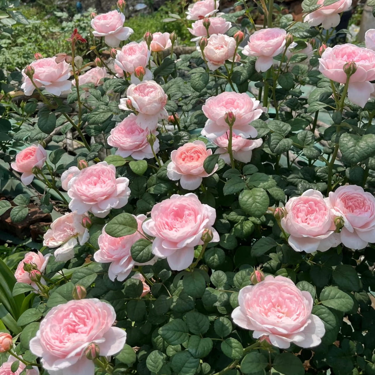 Garden scene featuring Queen of Sweden roses blooming in a neat, vertical form.