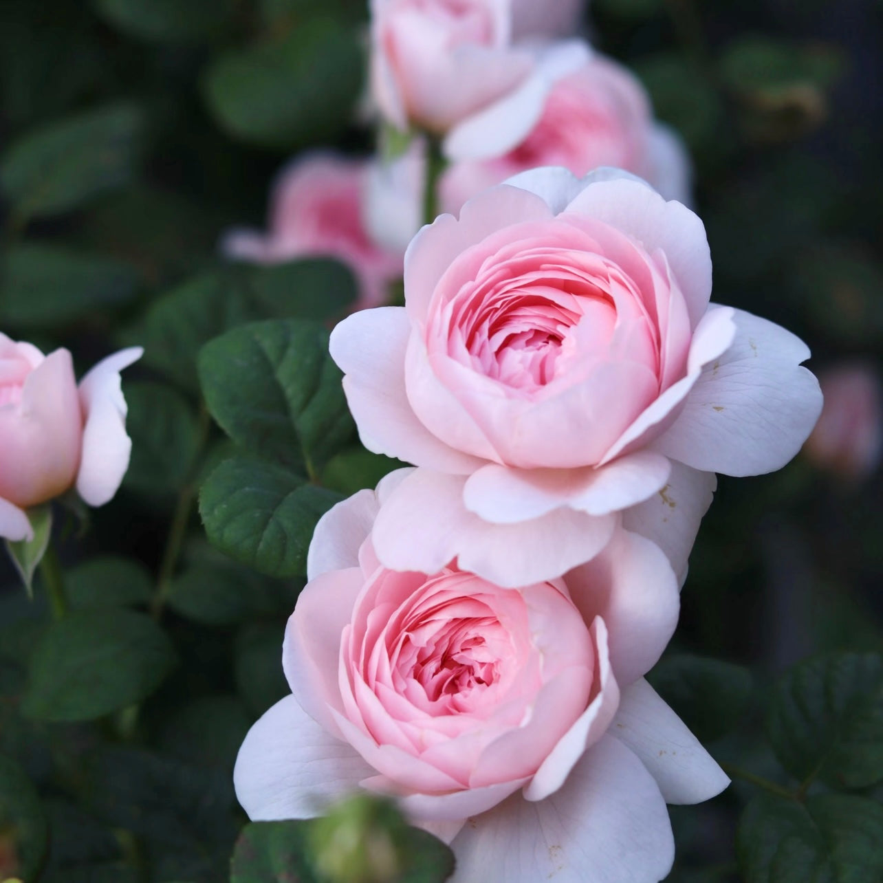 Close-up of Queen of Sweden rose showing soft pink cupped petals in full bloom.