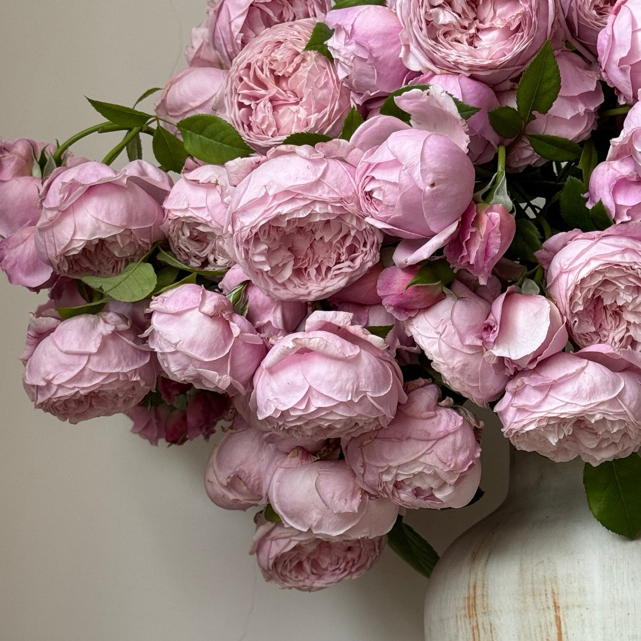 Spirit of Freedom Rose