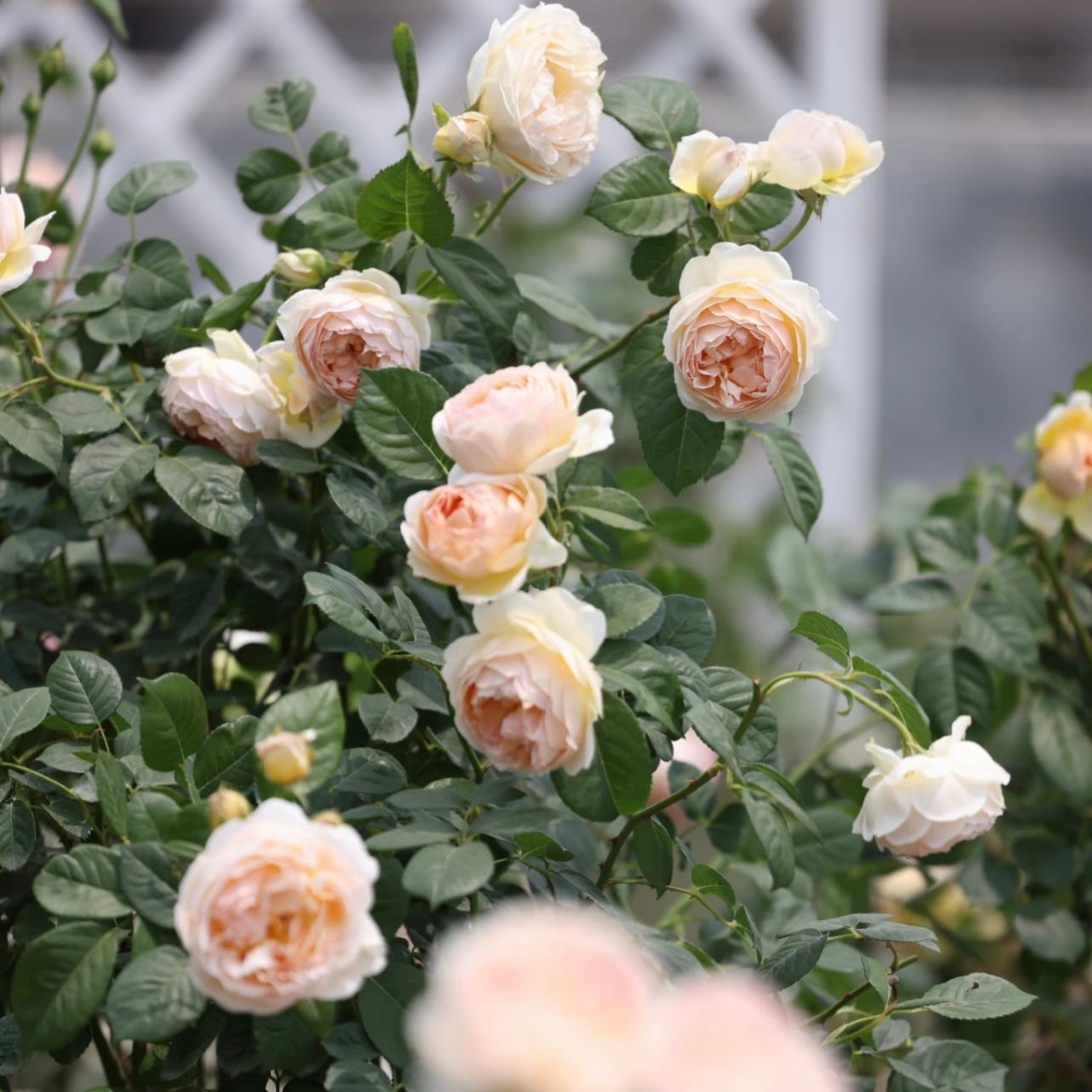 Macro view of Jude the Obscure bloom highlighting its rich color blend and layered petal form.
