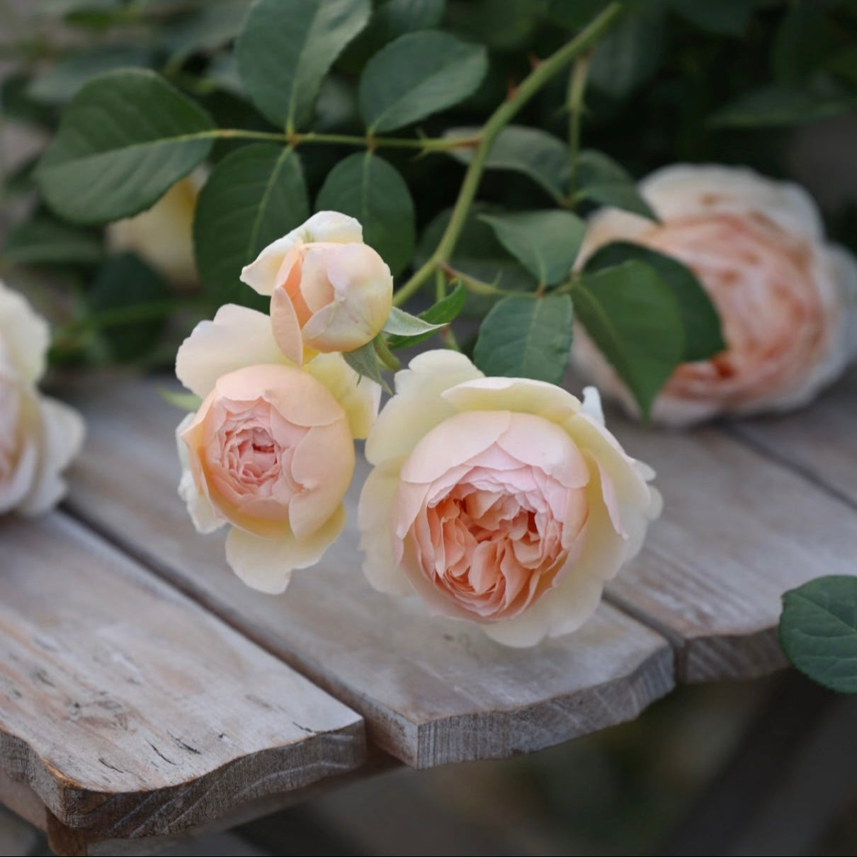 Close-up of Jude the Obscure rose showing chalice-shaped apricot and cream petals.