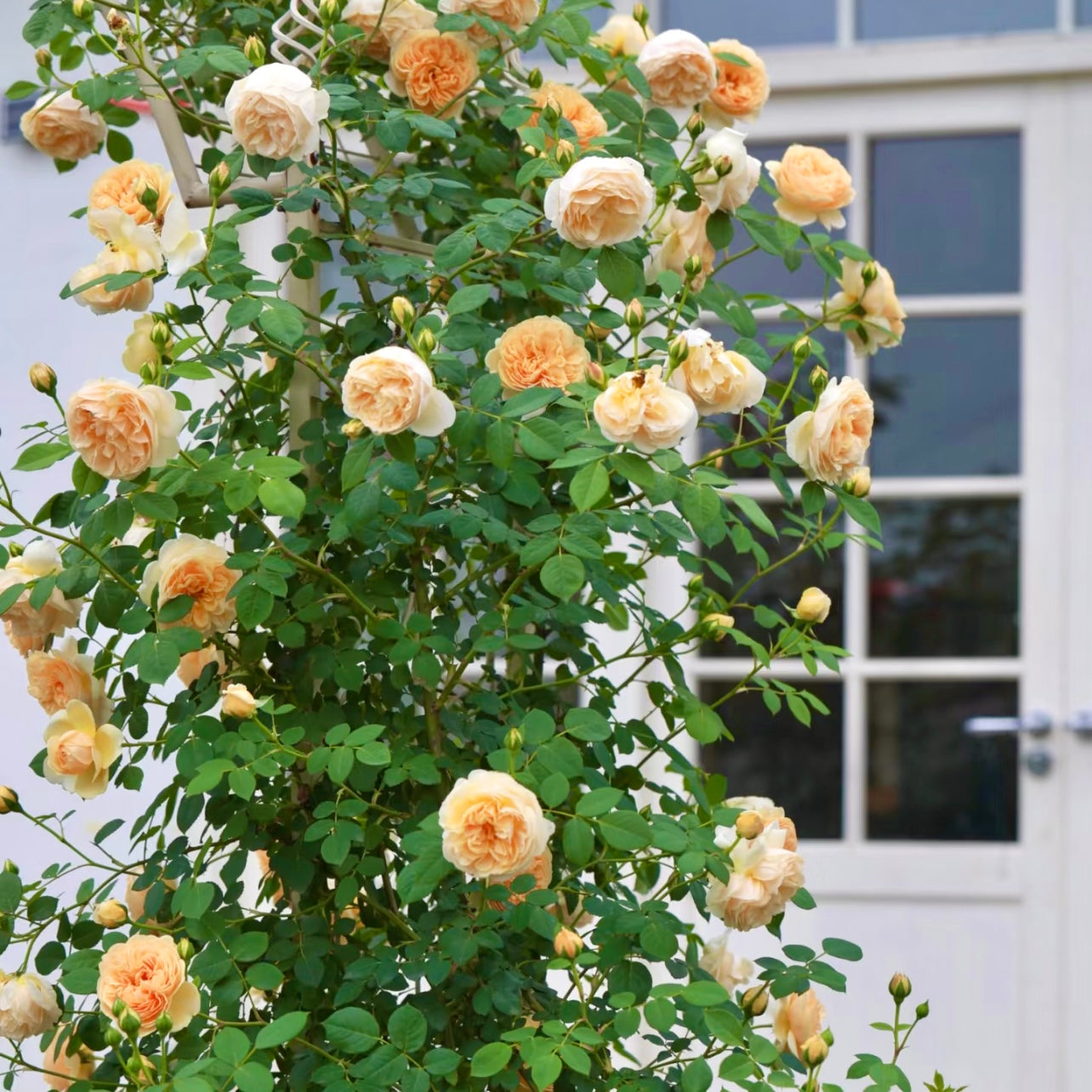 Apricot and peach Crown Princess Margareta roses covering a garden arbor with abundant flowering.