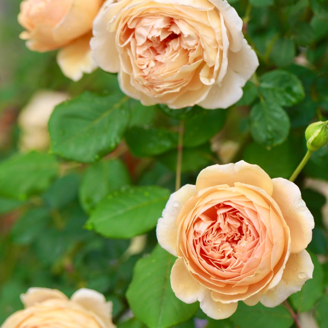 Close-up of Crown Princess Margareta rose showing deeply cupped apricot petals and full rosette form.