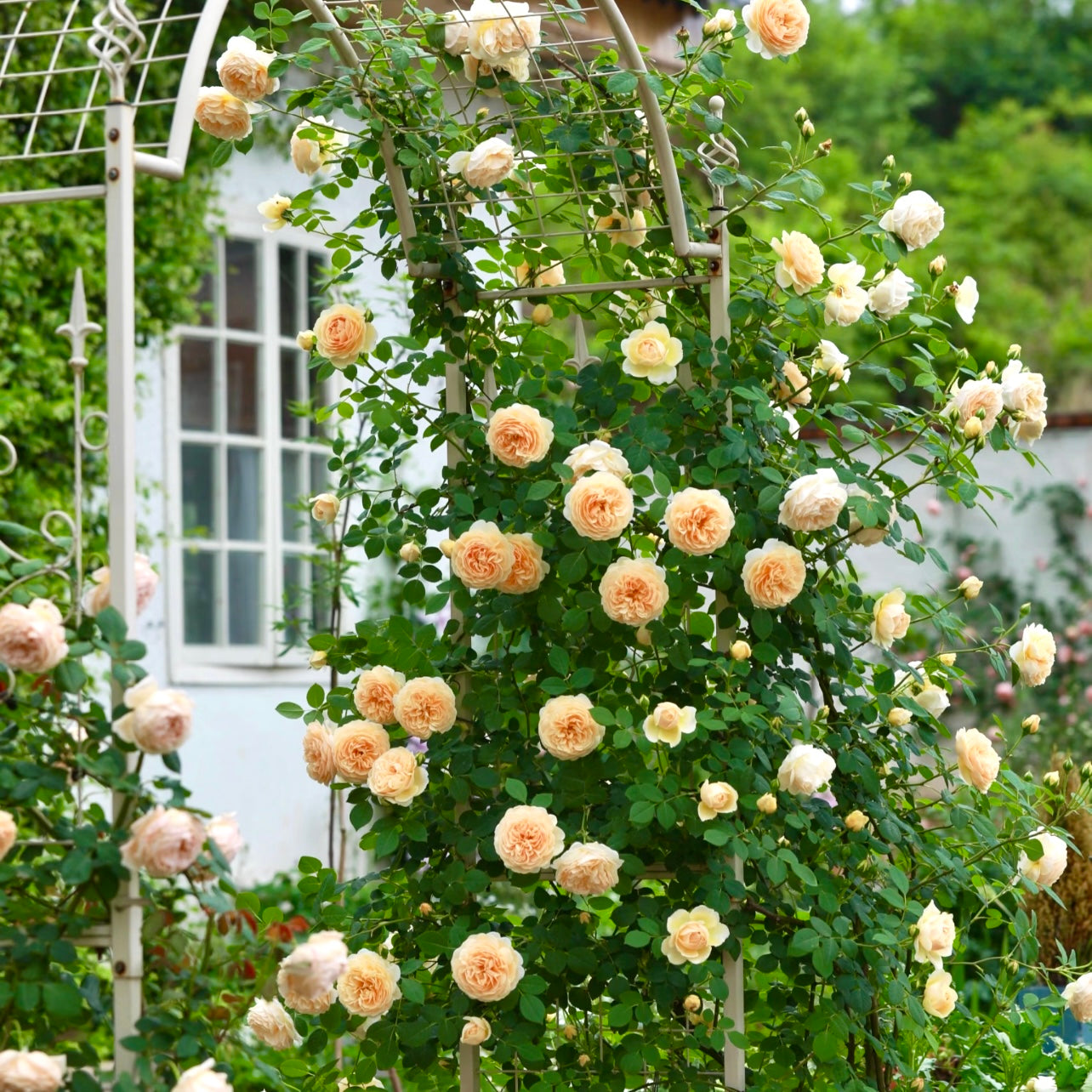 Crown Princess Margareta roses trained over an arch, displaying cascading apricot-gold blooms.