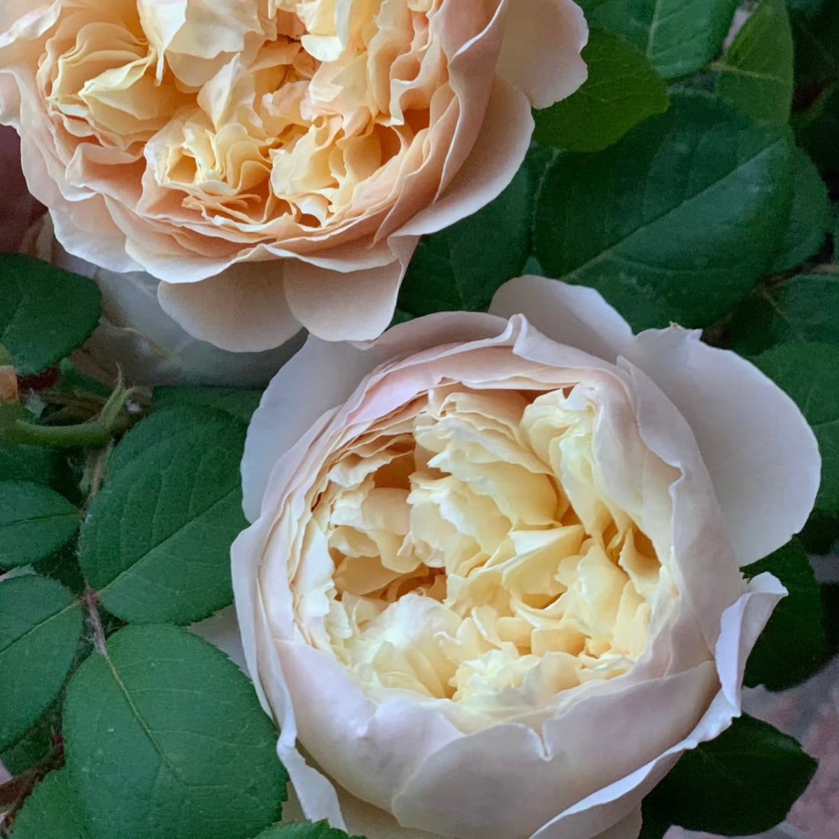 Charles Darwin Rose