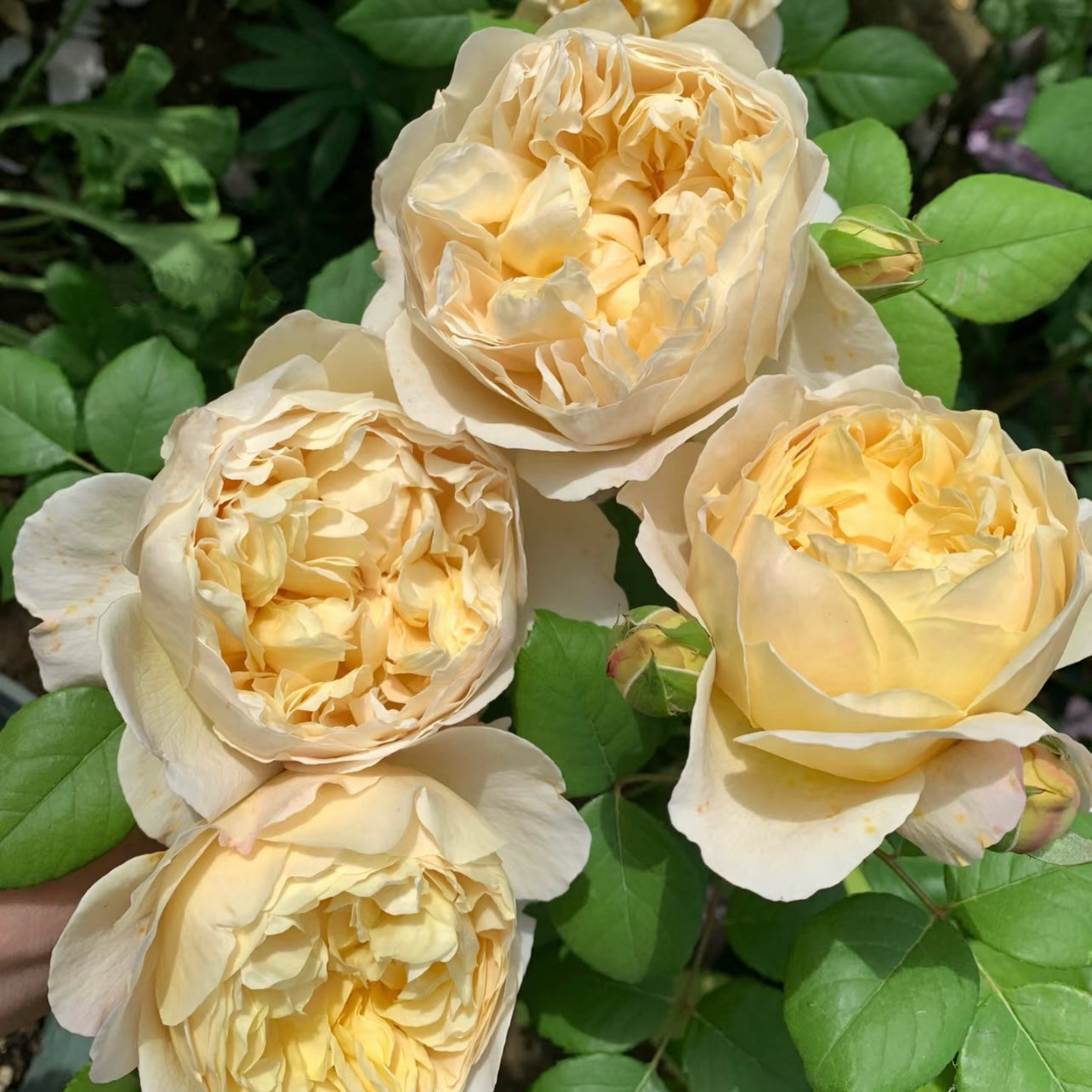Charles Darwin rose bush covered in rich golden blooms forming a warm garden display.