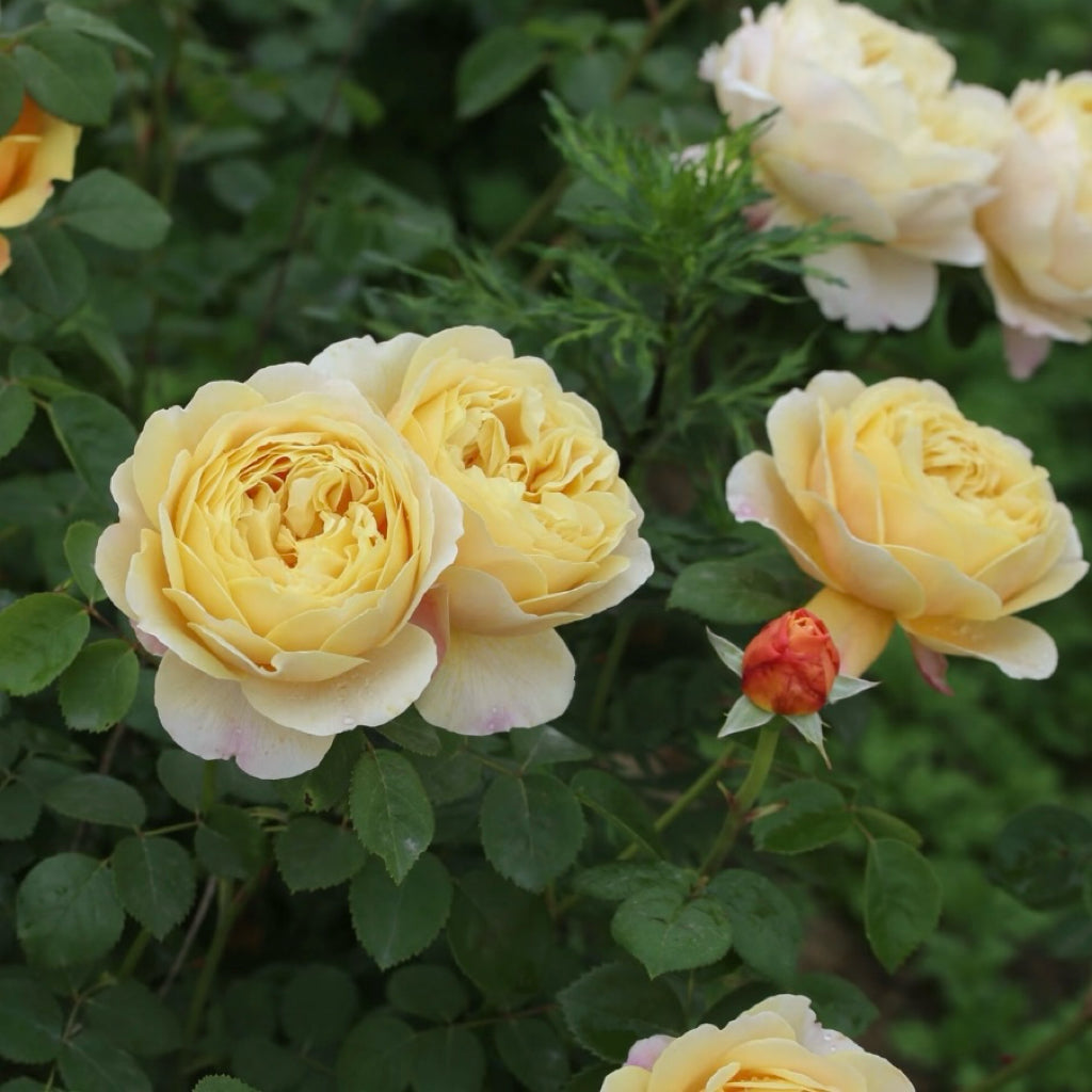 Garden scene featuring Charles Darwin roses producing abundant golden clusters on a rounded shrub.