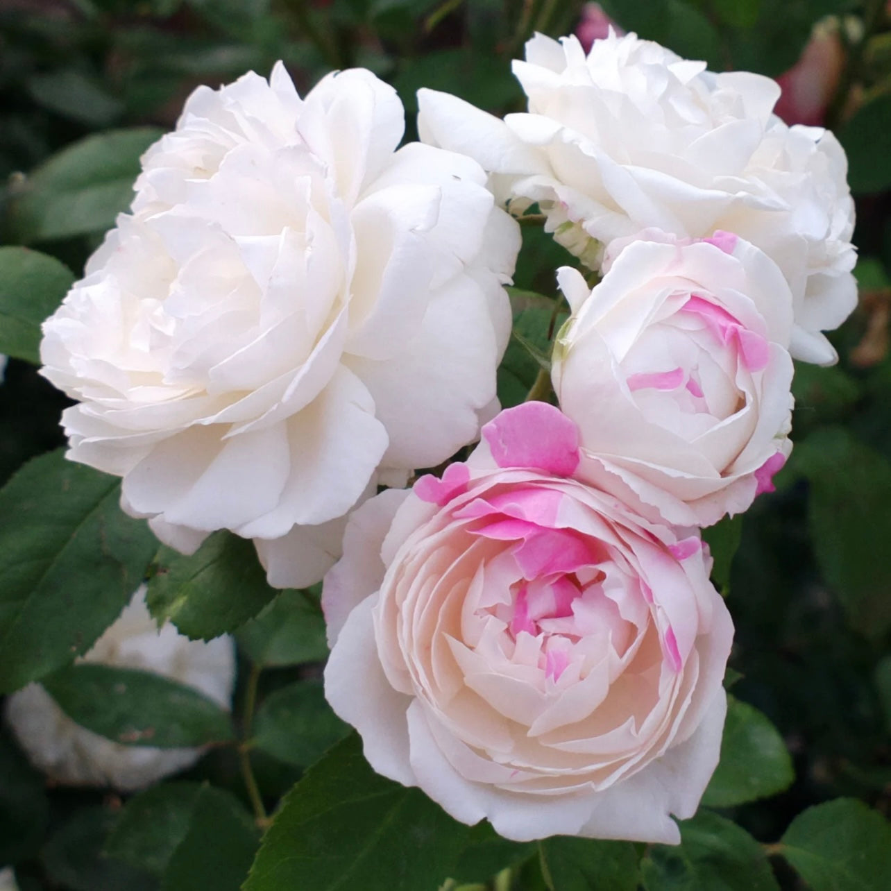 Close-up of a Winchester Cathedral rose showing pure white petals with a soft pink streak.