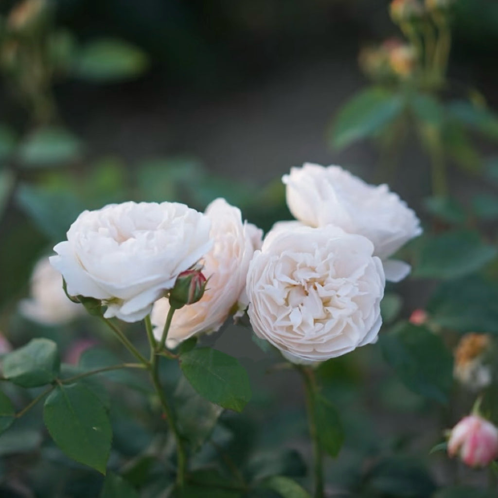 Cluster of Winchester Cathedral roses blooming in clean white tones on a rounded shrub.