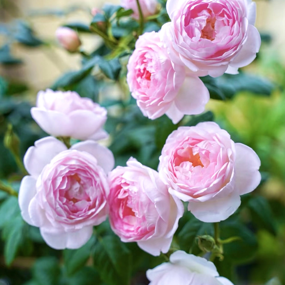 Cluster of Scepter’d Isle roses blooming together on a healthy shrub with light pink cupped flowers.