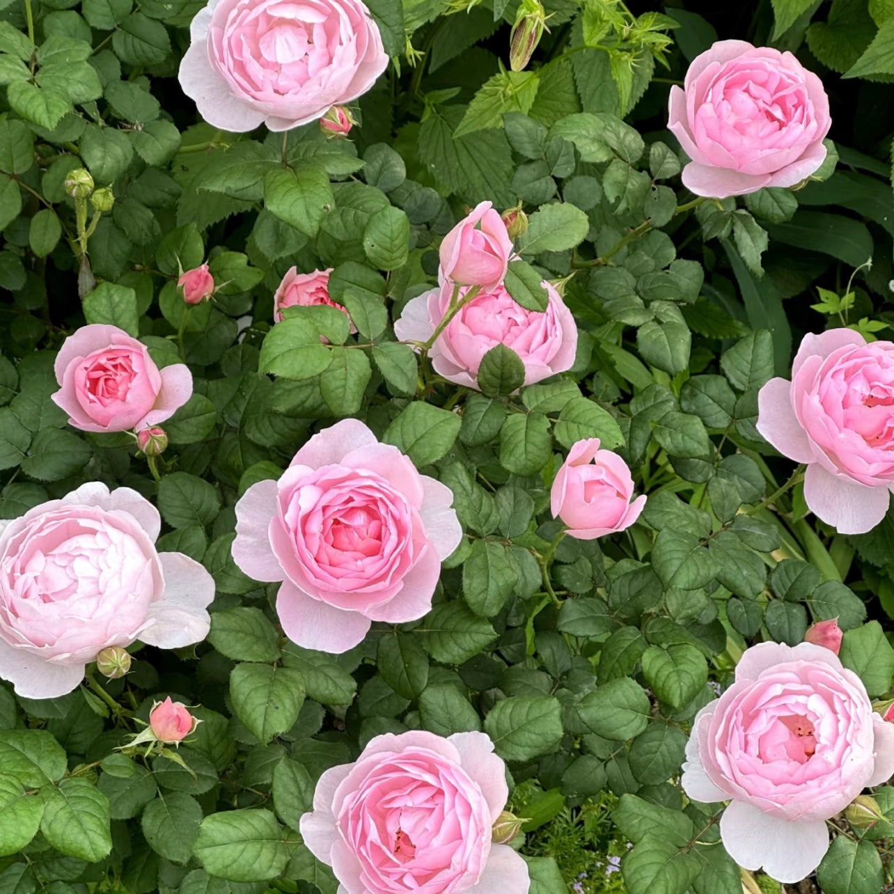 A Scepter’d Isle rose bush with multiple pastel pink blooms creating a soft, romantic garden display.