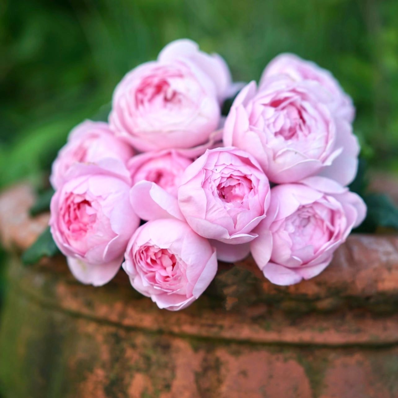 Scepter’d Isle roses arranged in a bouquet, displaying their gentle pink blooms and delicate fragrance.