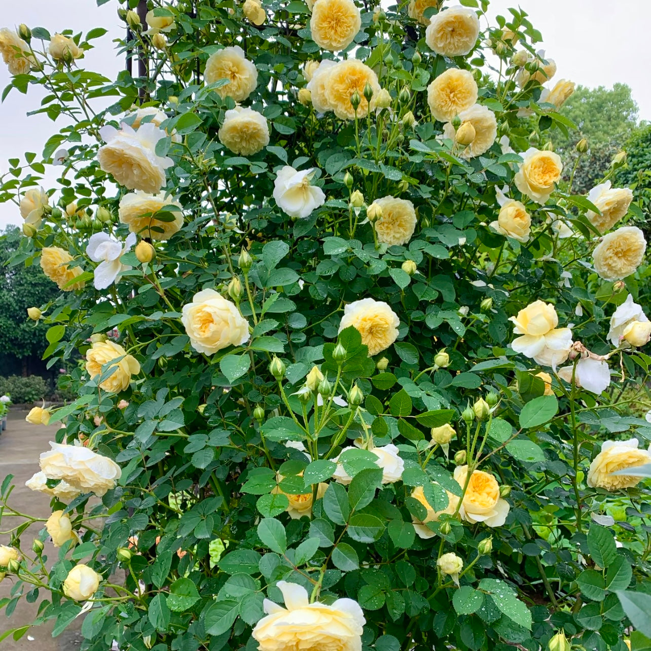 The Pilgrim climbing rose trained up a pillar, covered with gentle yellow blooms on flexible canes.