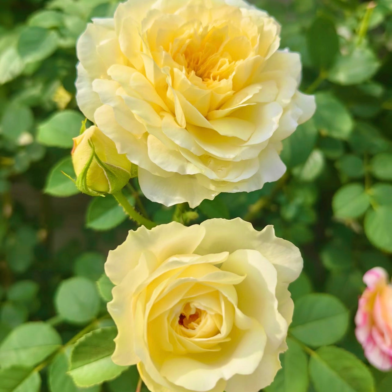 Detailed shot of The Pilgrim rose bloom highlighting its neat rosette form and pale yellow tones.