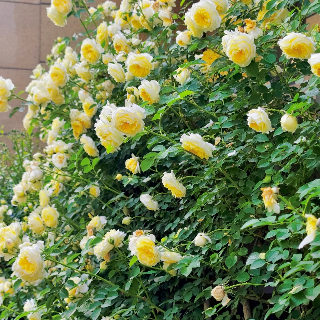 The Pilgrim roses blooming in large clusters, forming a soft yellow flower wall along a garden trellis.