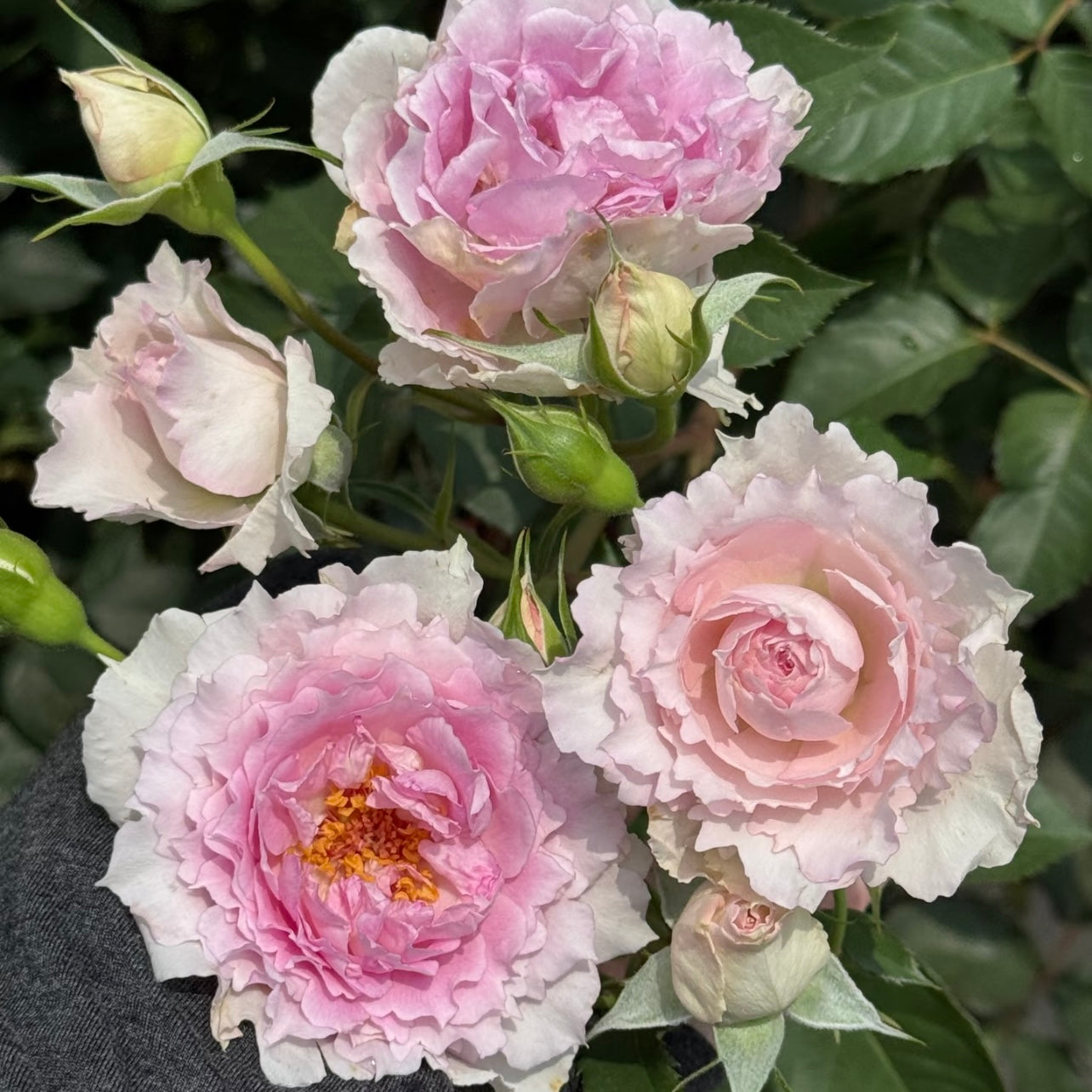 Cluster of Doniazade roses showing full peach-pink blooms on the bush.