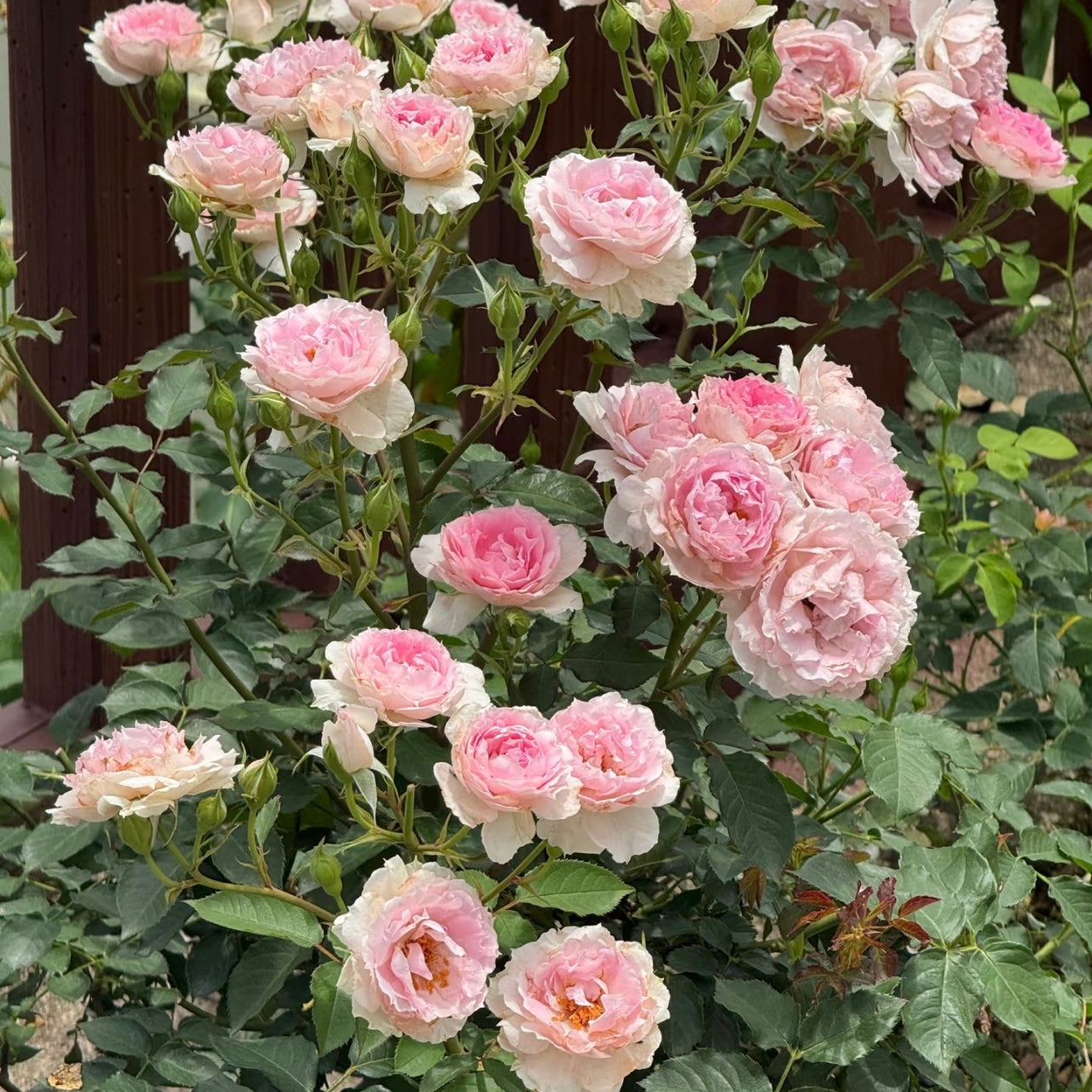 Doniazade roses blooming together with soft peach-pink double petals in the garden.