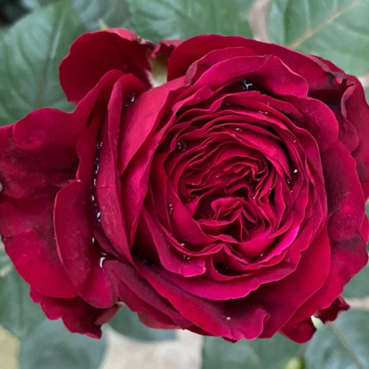 Large red bloom of La Rose des 4 Vents captured up close with velour-like petals.