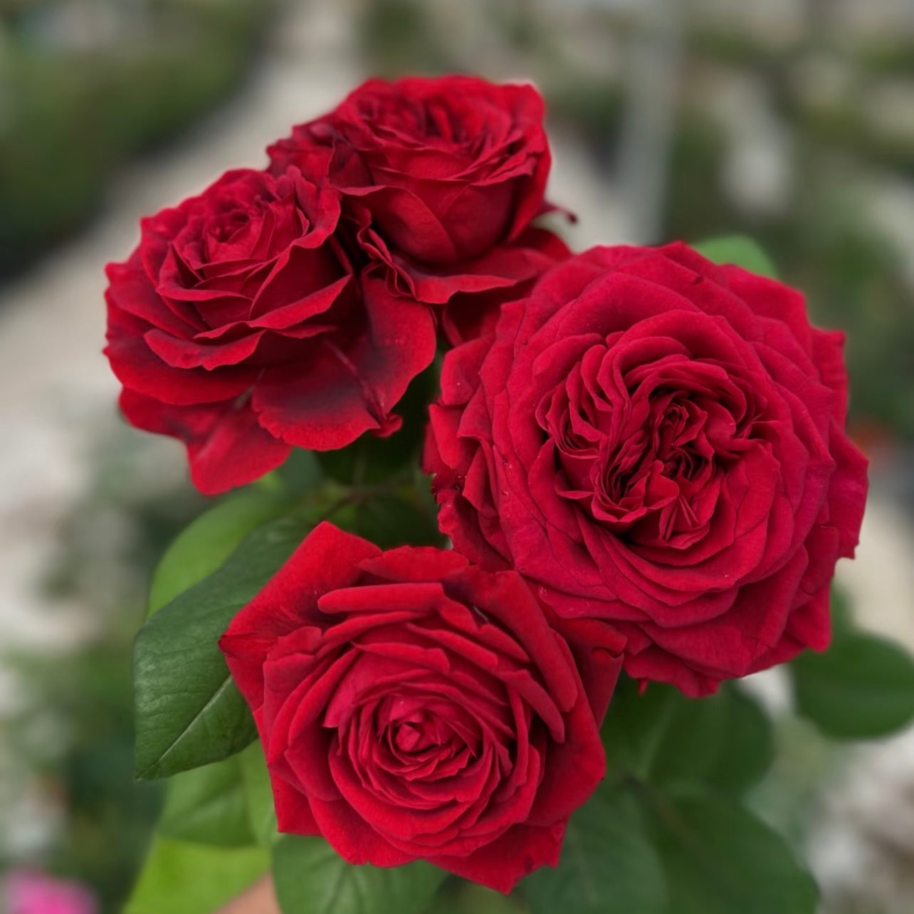 Cluster of La Rose des 4 Vents roses blooming on a shrub with rich red flowers and healthy foliage.