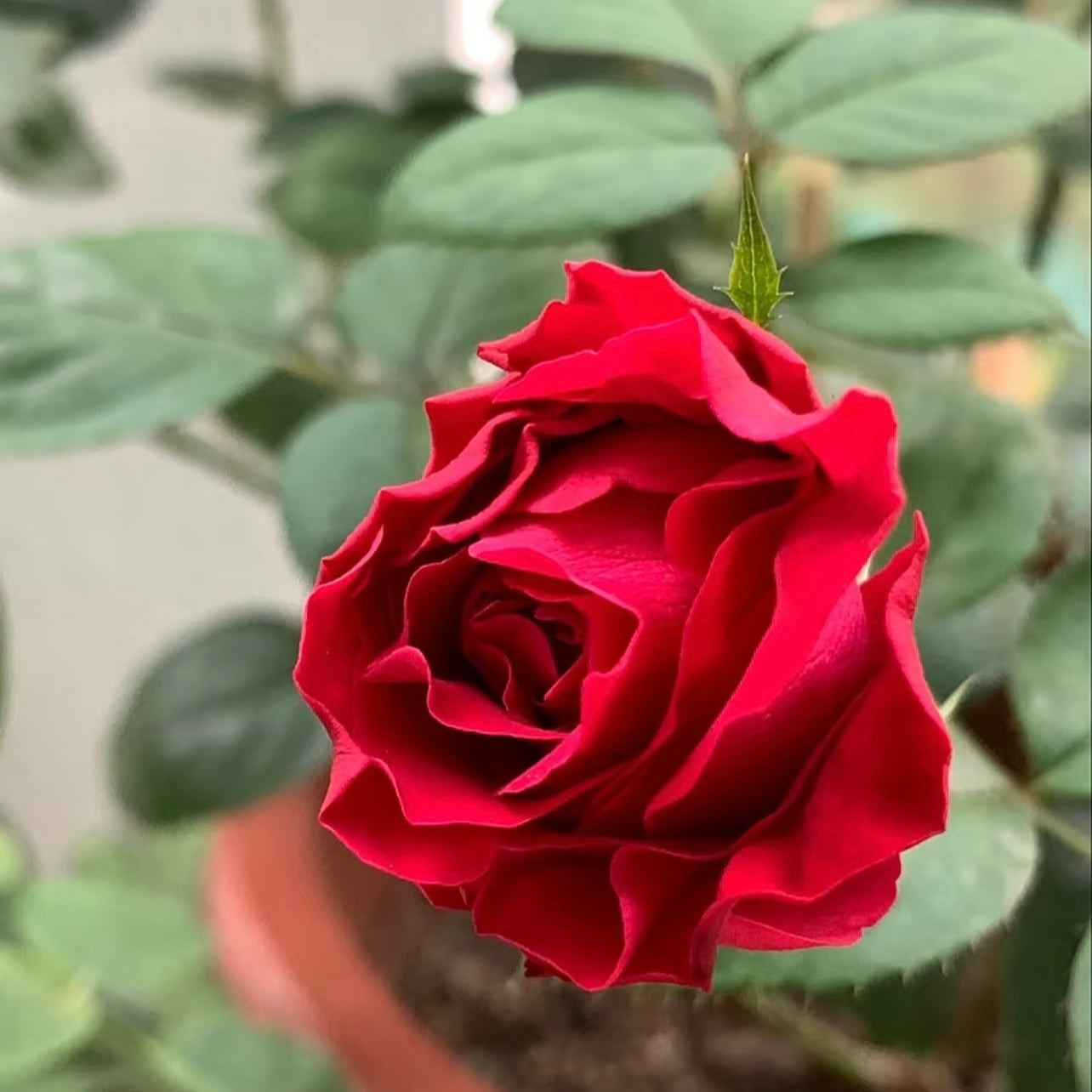 Detailed headshot of La Rose des 4 Vents featuring fully double crimson petals with plush texture.