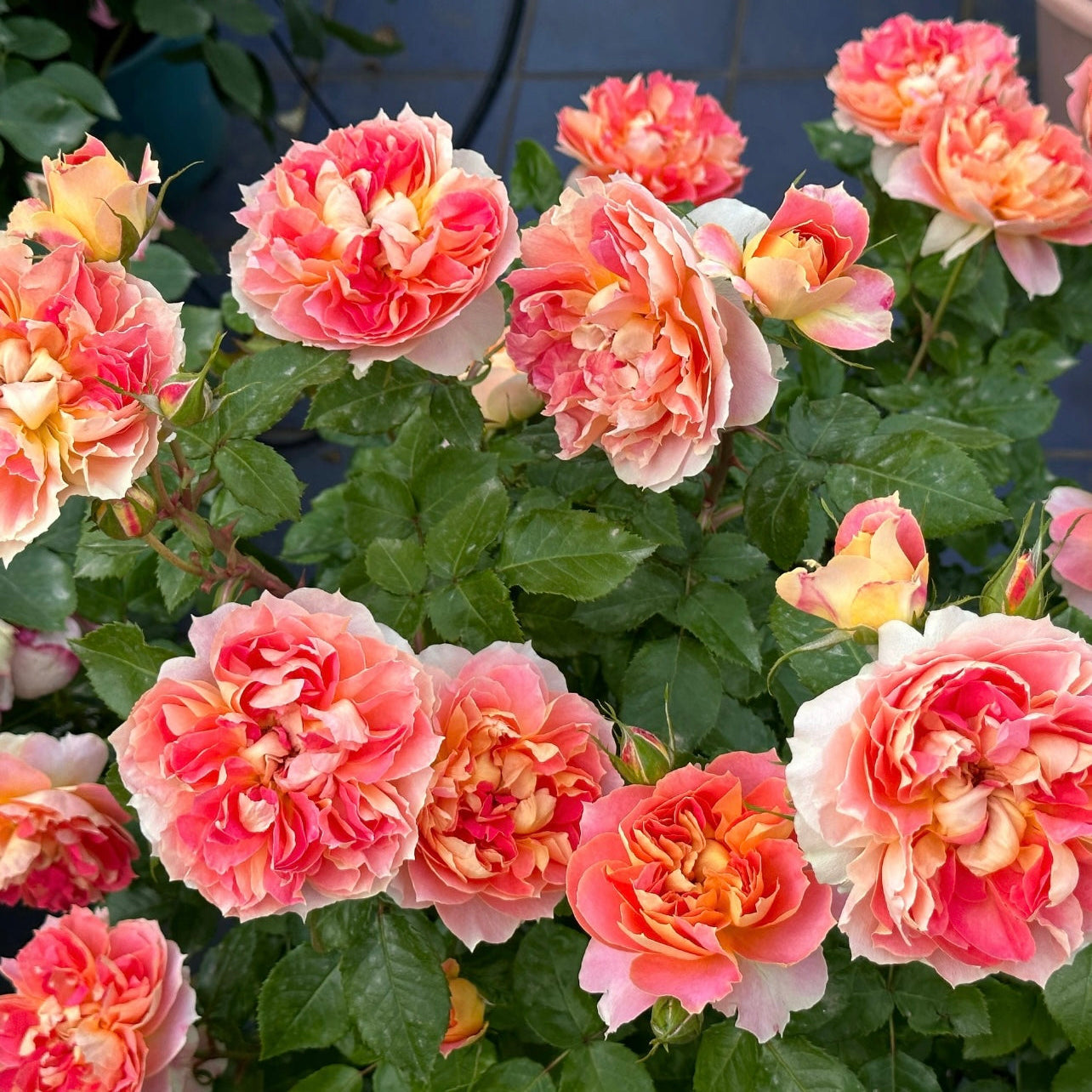 Garden view of Lanterne Citrouille roses flowering in clusters with bright gradient petals.