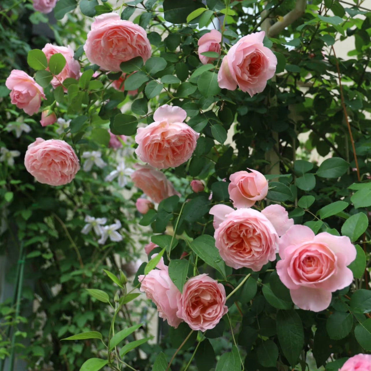 Dames de Chenonceau rose bush showing abundant salmon-pink clusters on flexible climbing stems.