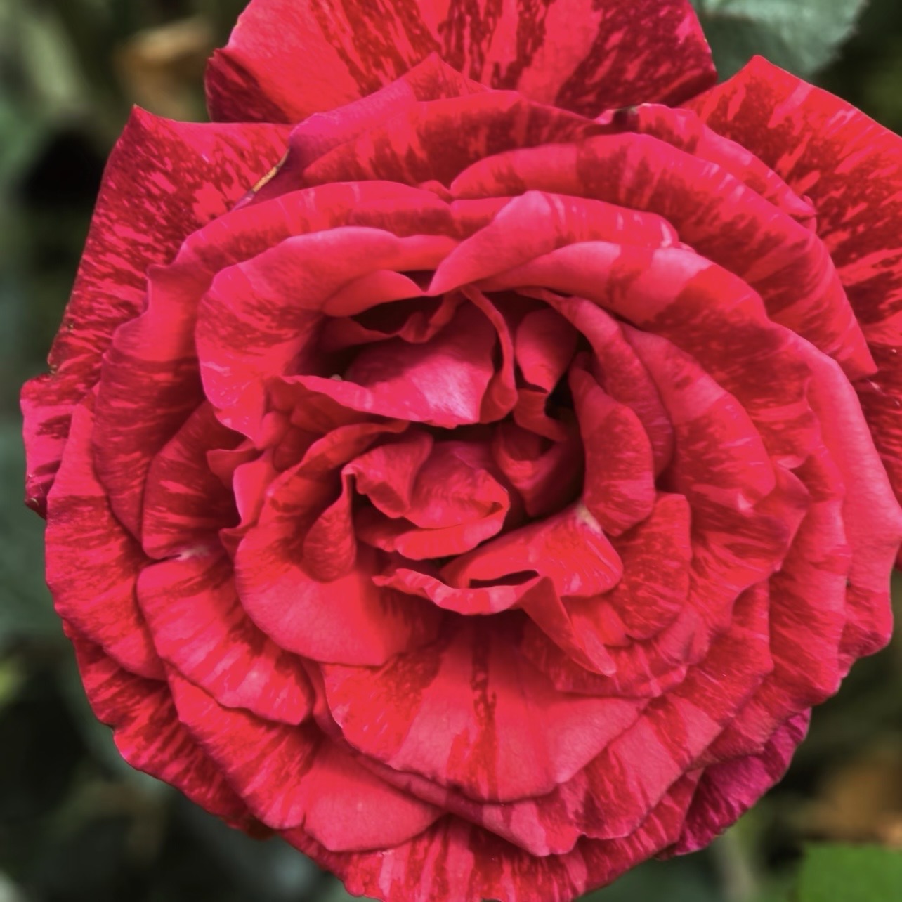 Detailed headshot of Ligare Rose displaying its dark red cupped, peony-style flower.