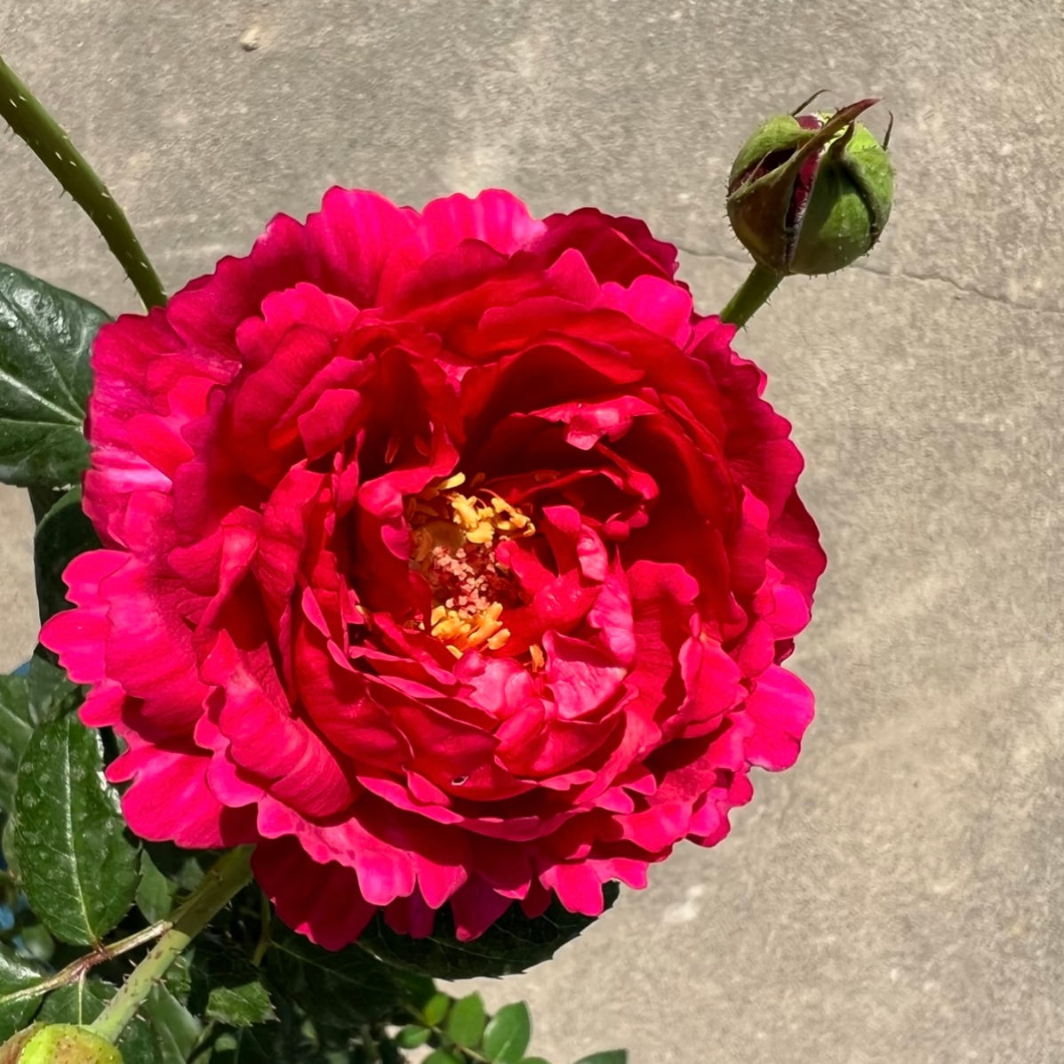 Fully open Ligare Rose bloom with textured petals and strong Damask character.