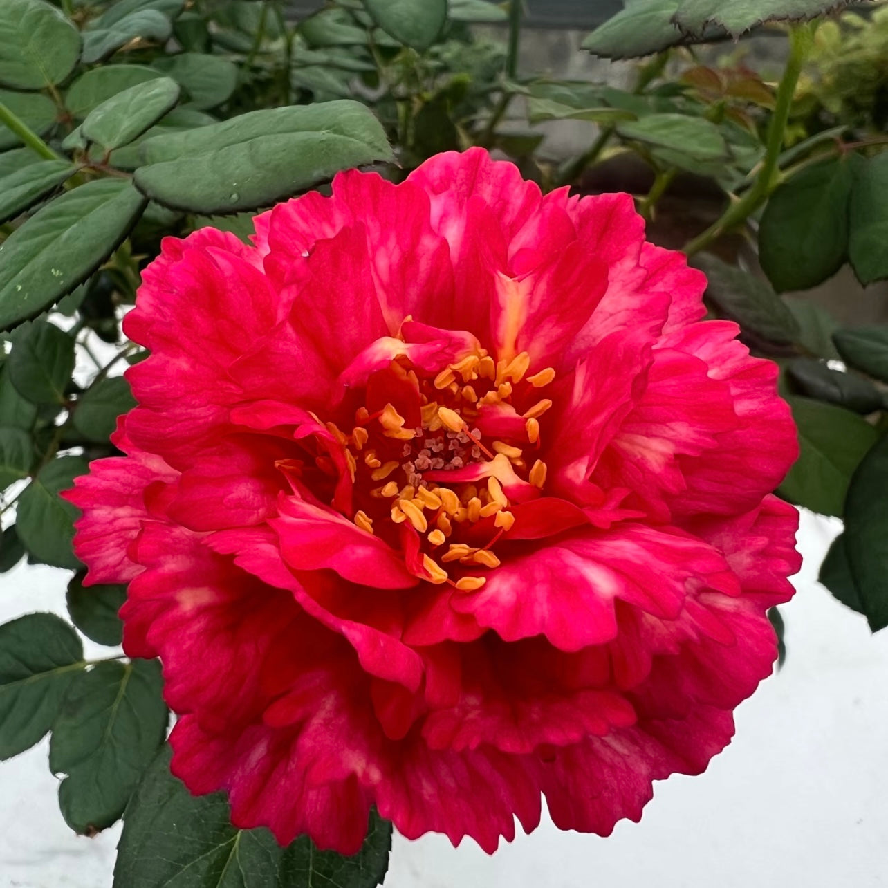 Close-up of Ligare Rose showing deep red serrated petals and peony-like form.