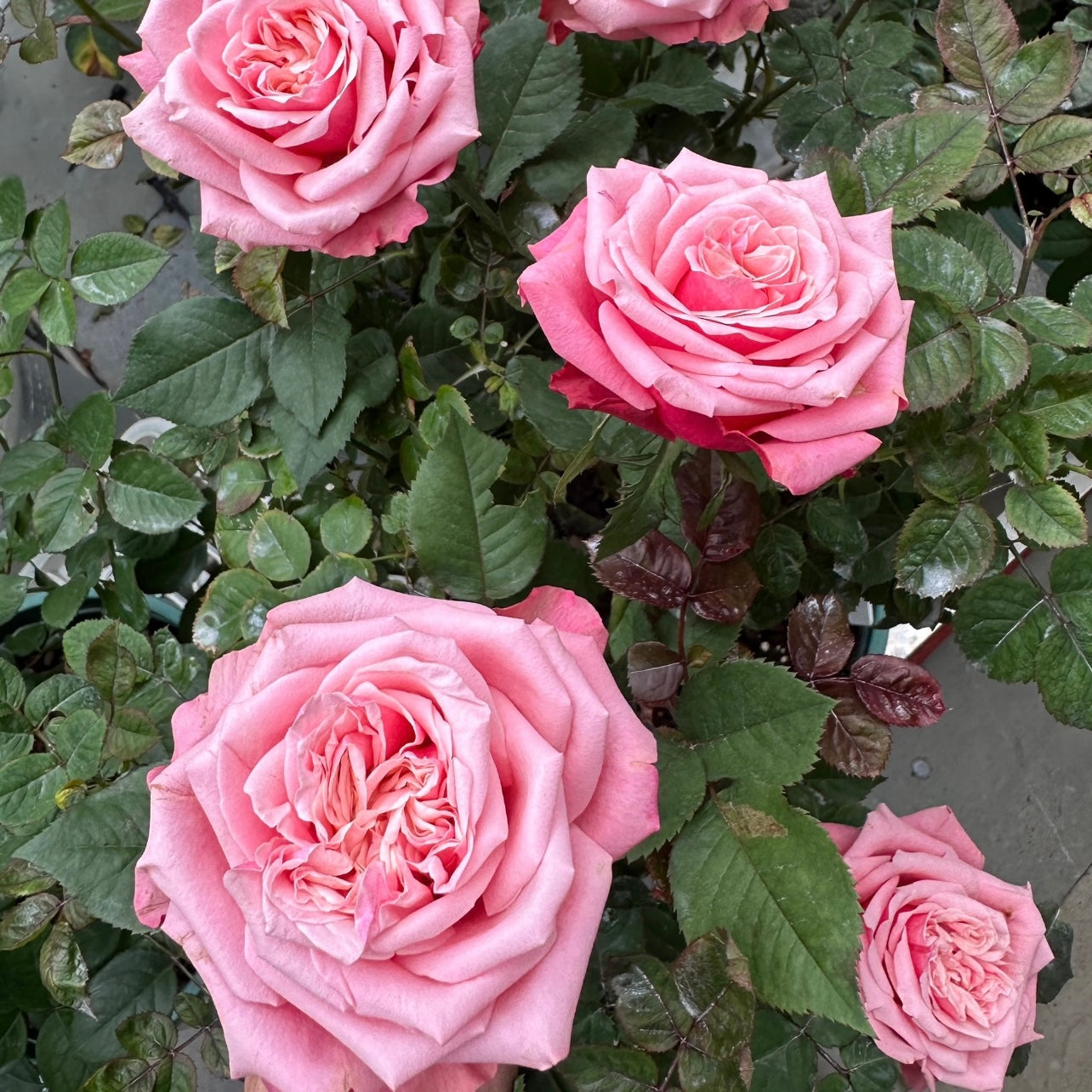 Garden view of Alter Ego Rose with layered deep pink and soft pink flowers on the bush.