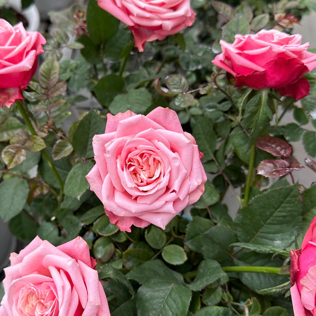 Alter Ego Rose on the stem displaying its fully double 48-petal bloom and rich pink colors.
