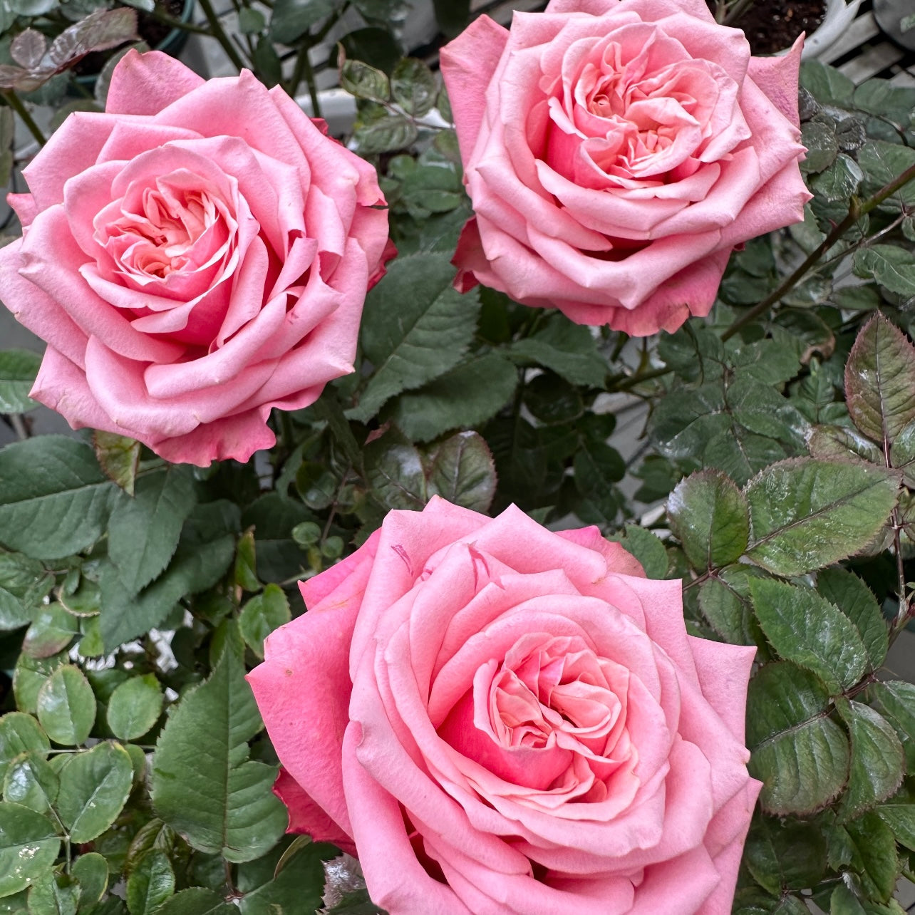 Alter Ego Rose blooming on the plant, showing its two-tone pink petals and high-centered form.
