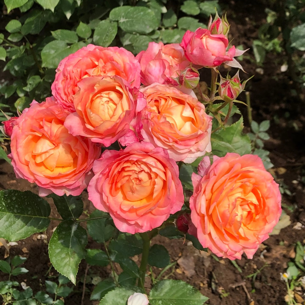 Dream Beauty Rose blooming in the garden with bright yellow and pink bi-color petals.