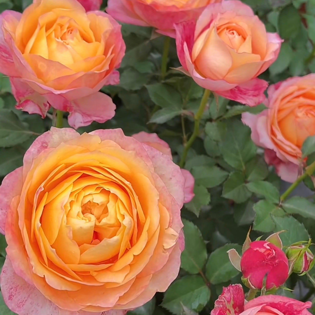 Pink and yellow Dream Beauty roses flowering outdoors with healthy foliage.