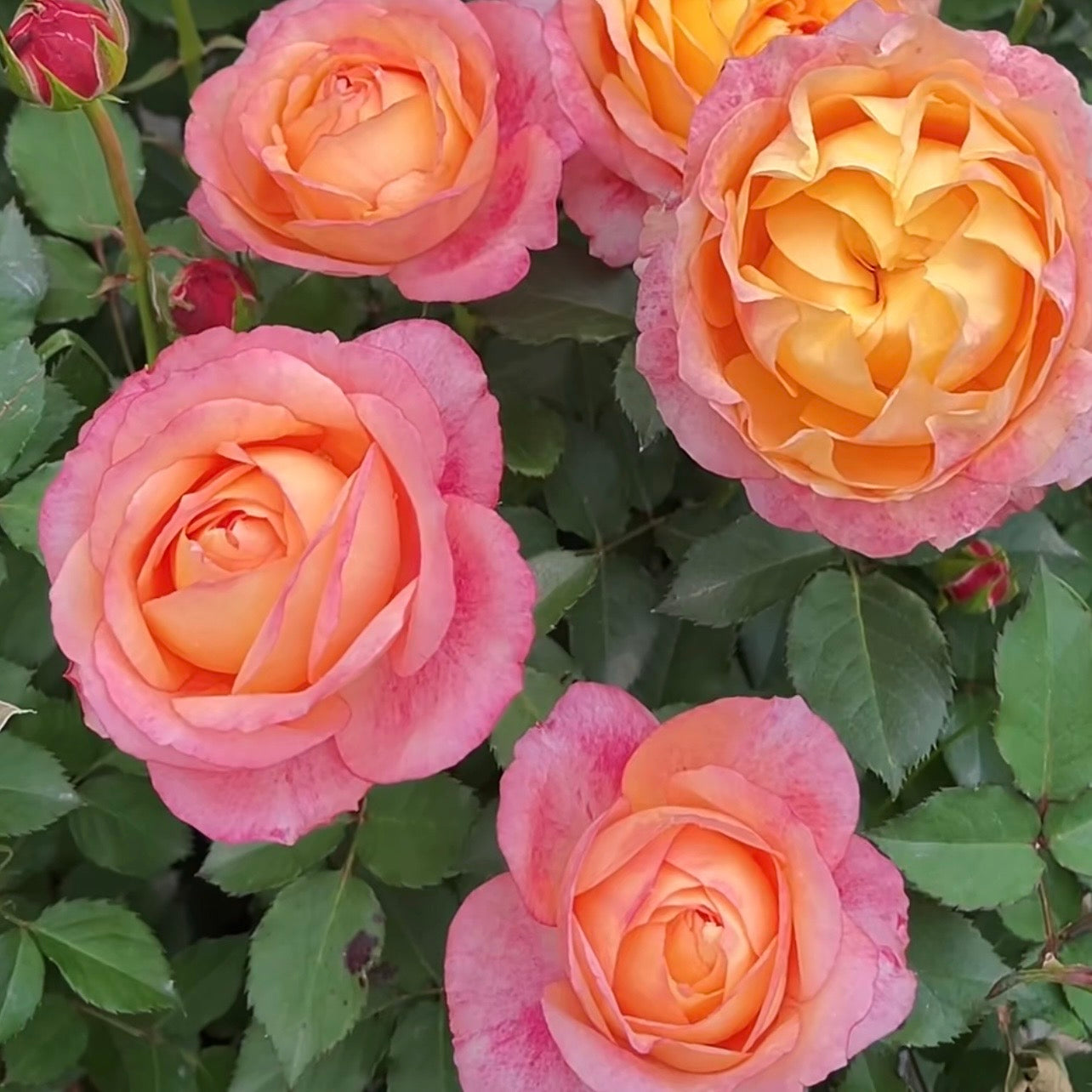 Dream Beauty Rose bush displaying vibrant pink-edged yellow flowers in full sun.