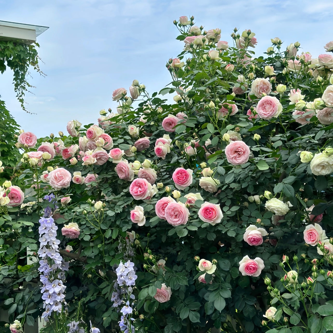 Eden Climbing Rose creating a lush pink-white flower wall on a garden trellis.
