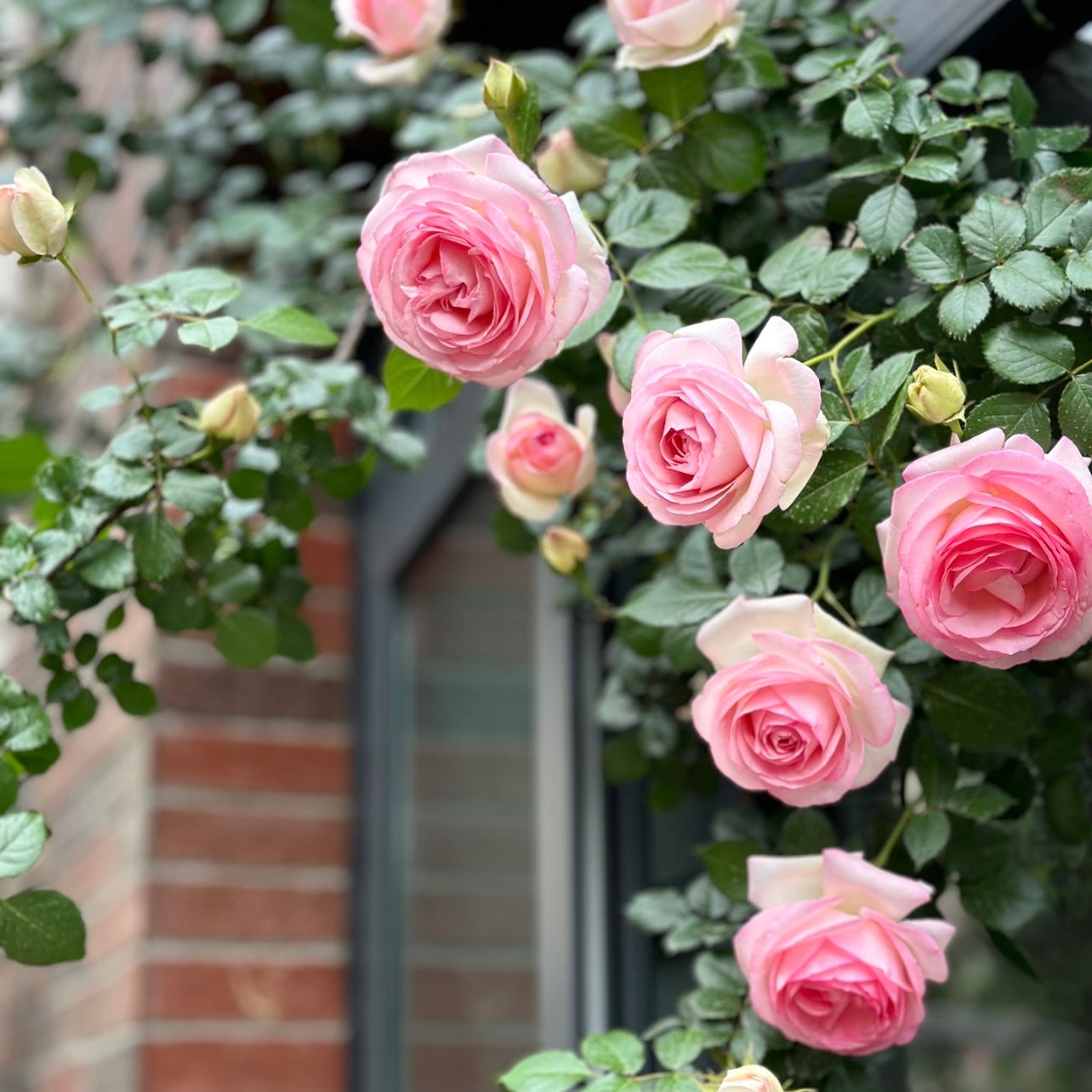 Multiple Eden Climbing Rose flowers opening together in soft pastel tones.