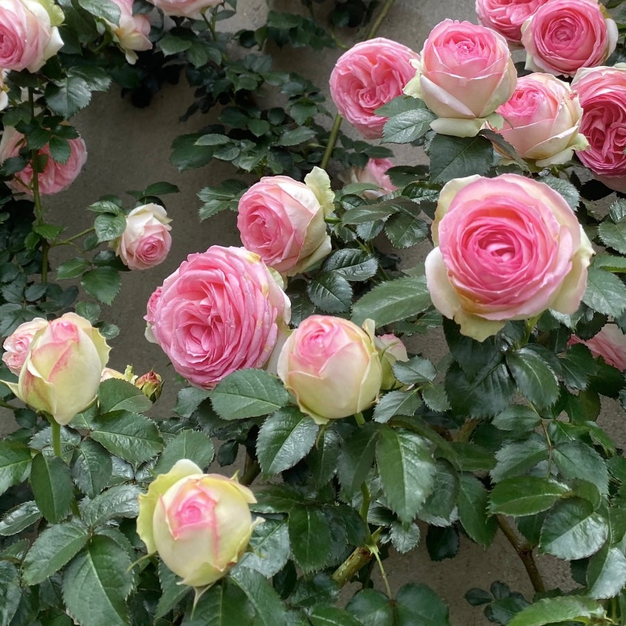 Cluster of Eden Climbing Rose blooms showing soft pink and white cupped flowers.