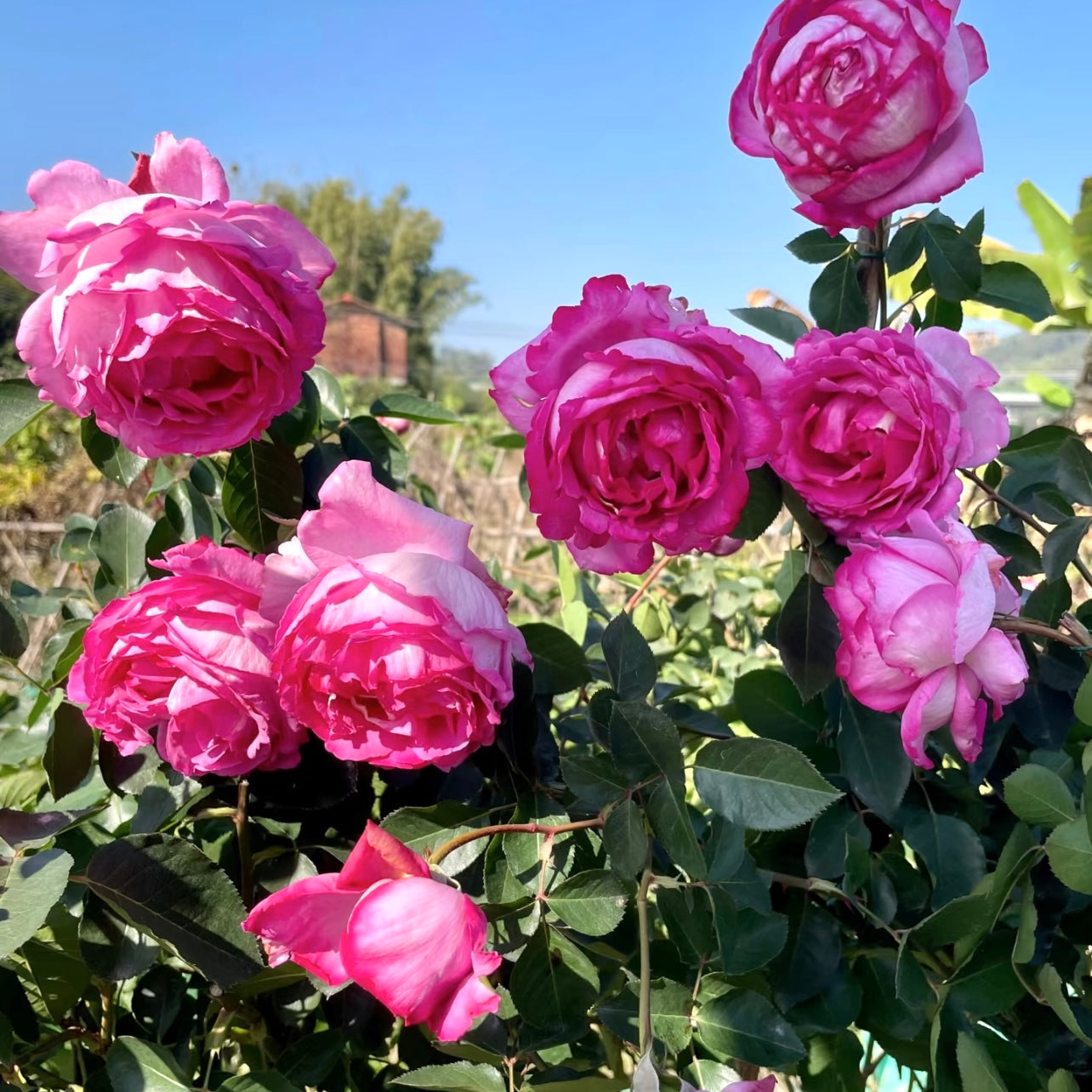 Clustered blooms of Yves Piaget Climbing Rose covering a garden arch with deep pink cupped flowers.