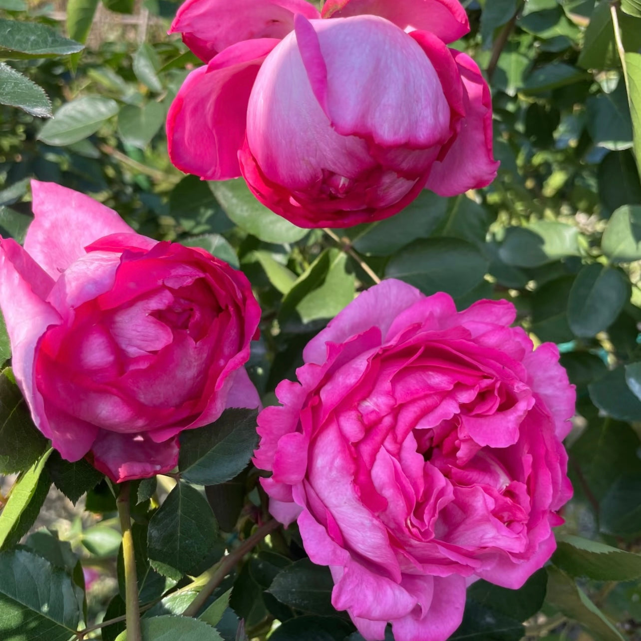 Yves Piaget Climbing Rose flowering in tight clusters on flexible climbing canes.