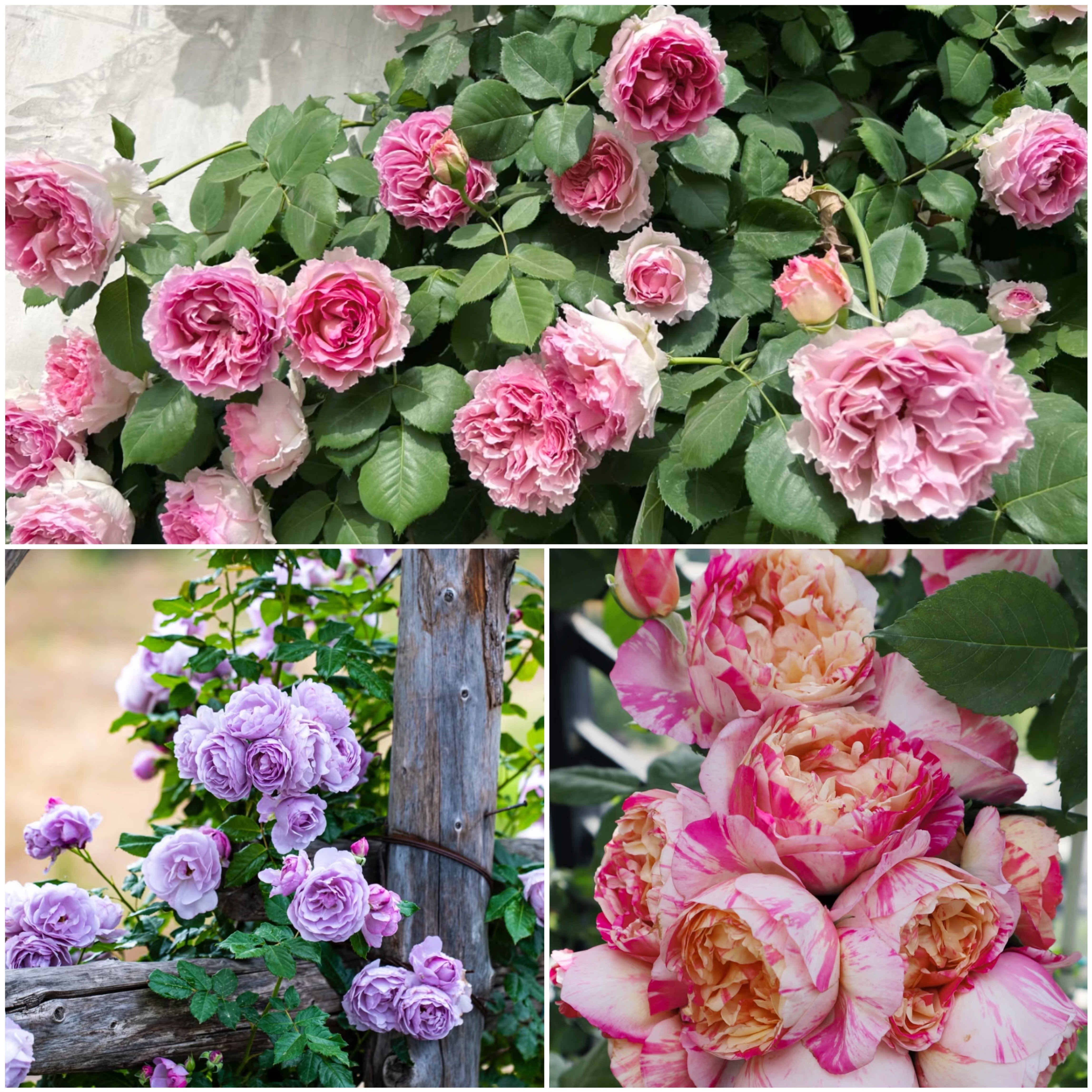 Thornless Climbing Rose Bundle