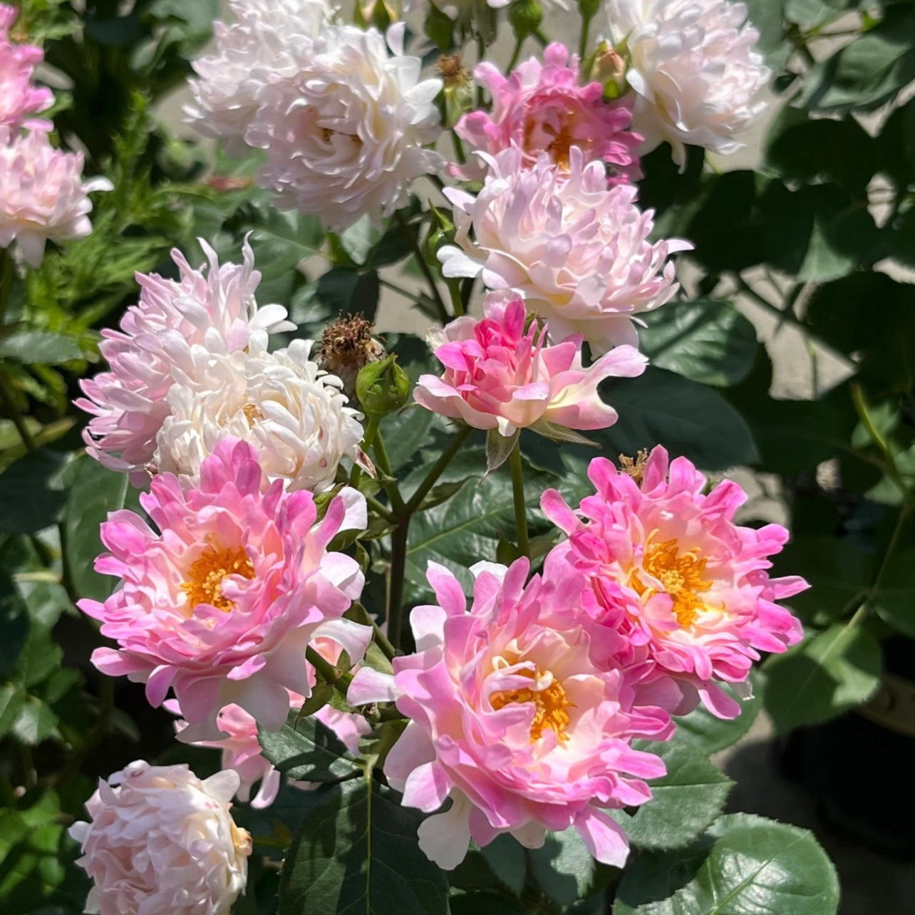 32“ Sea Anemone Tree Rose