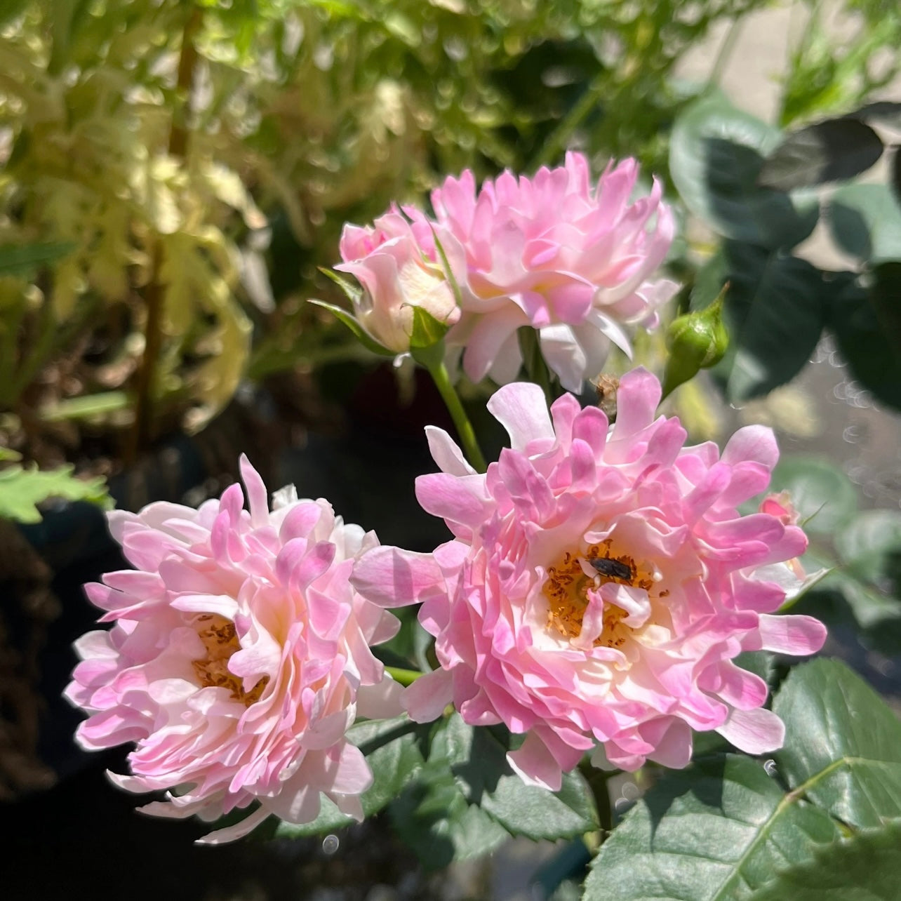 32“ Sea Anemone Tree Rose