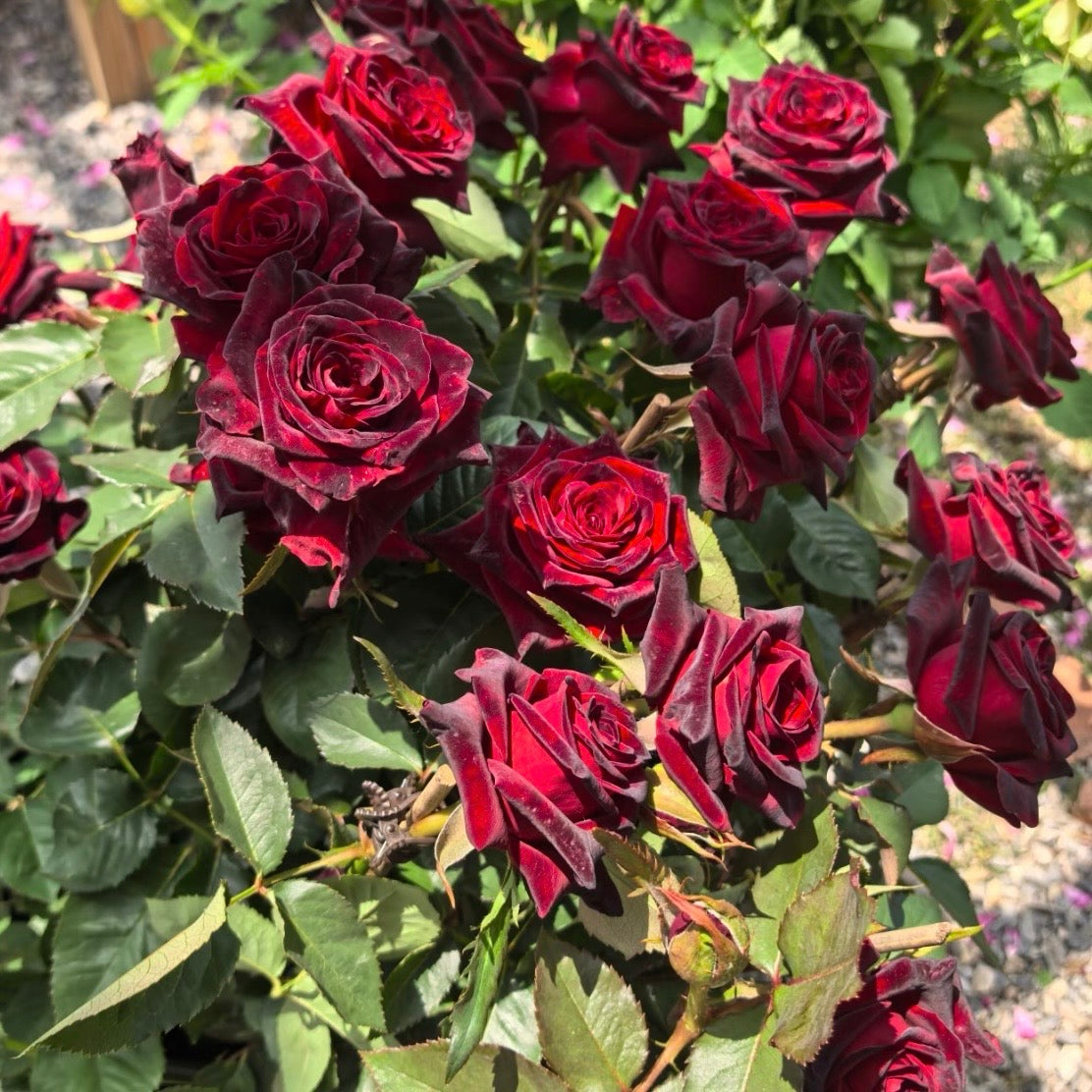 Black Baccara roses blooming in sunlight, revealing dark red velvety petals with subtle highlights.