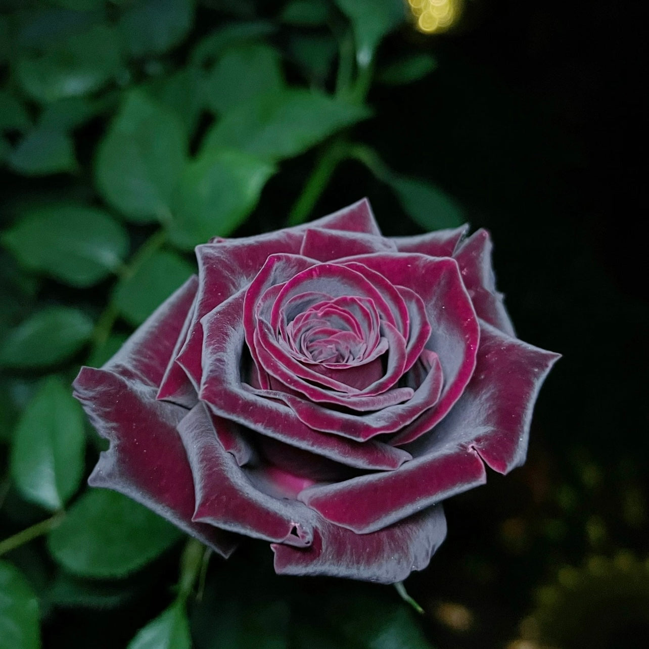 Single Black Baccara rose bloom photographed at dusk, showing near-black velvety burgundy petals.