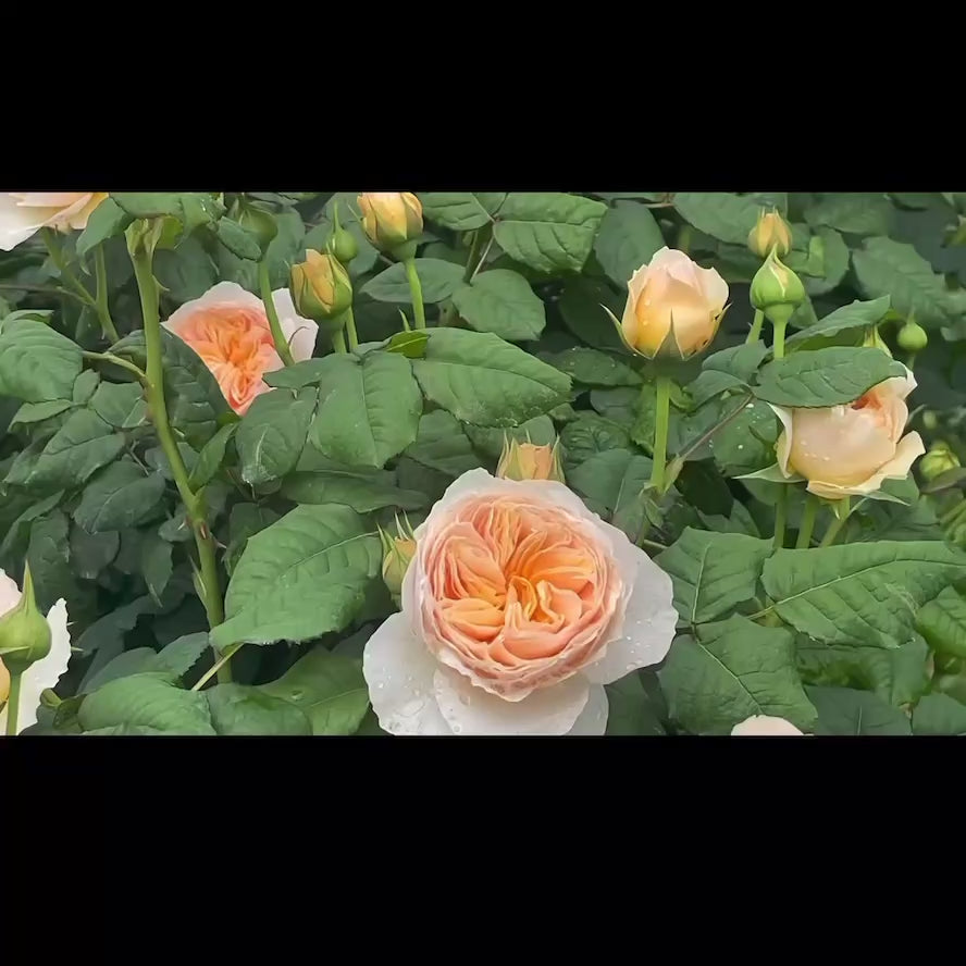 Han Xian Rose – Fully Cupped Chinese Climbing Rose - Kate Roses