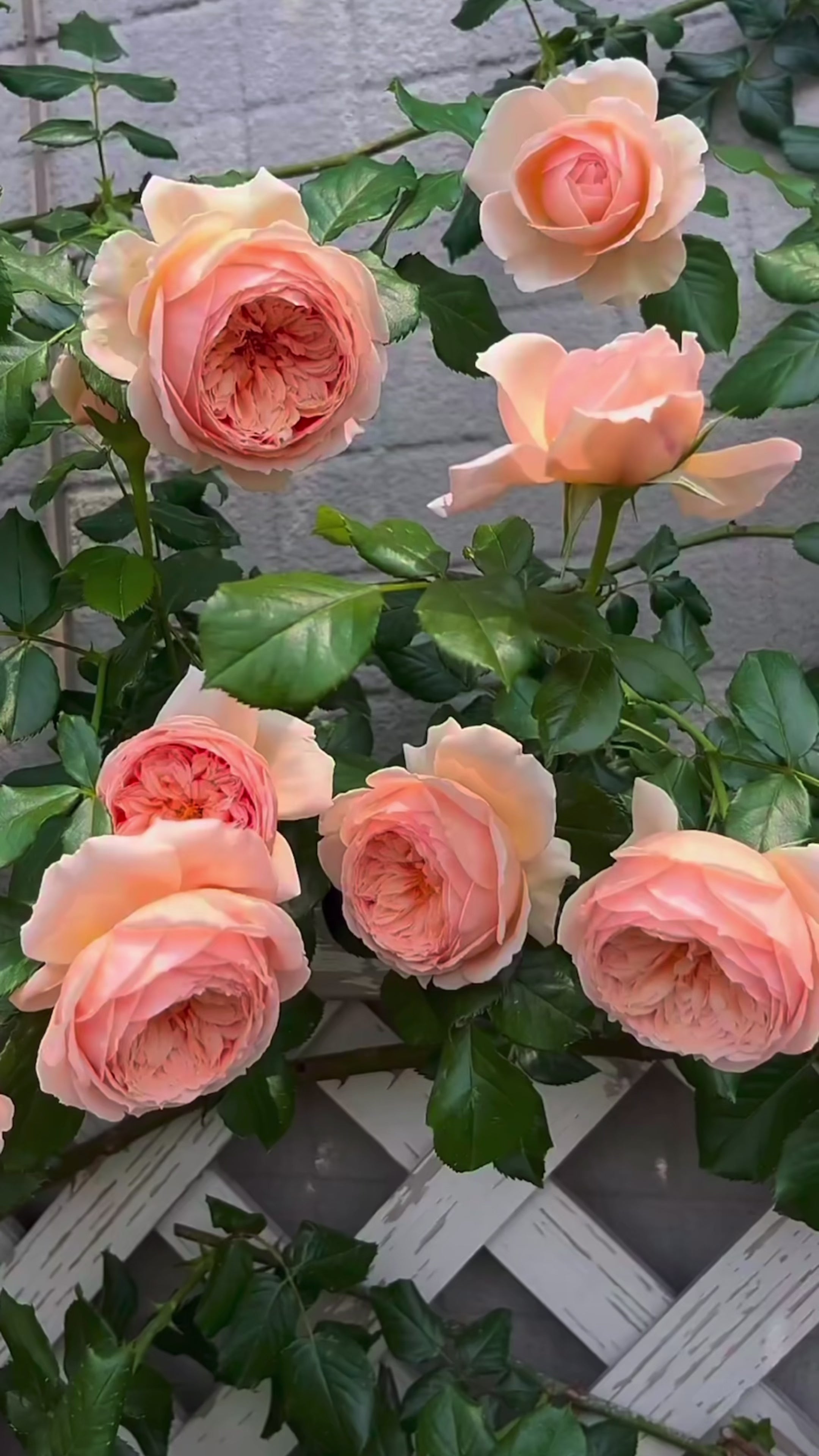 Masora rose wall in full bloom, displaying dense clusters of apricot-pink flowers cascading beautifully across the trellis.
